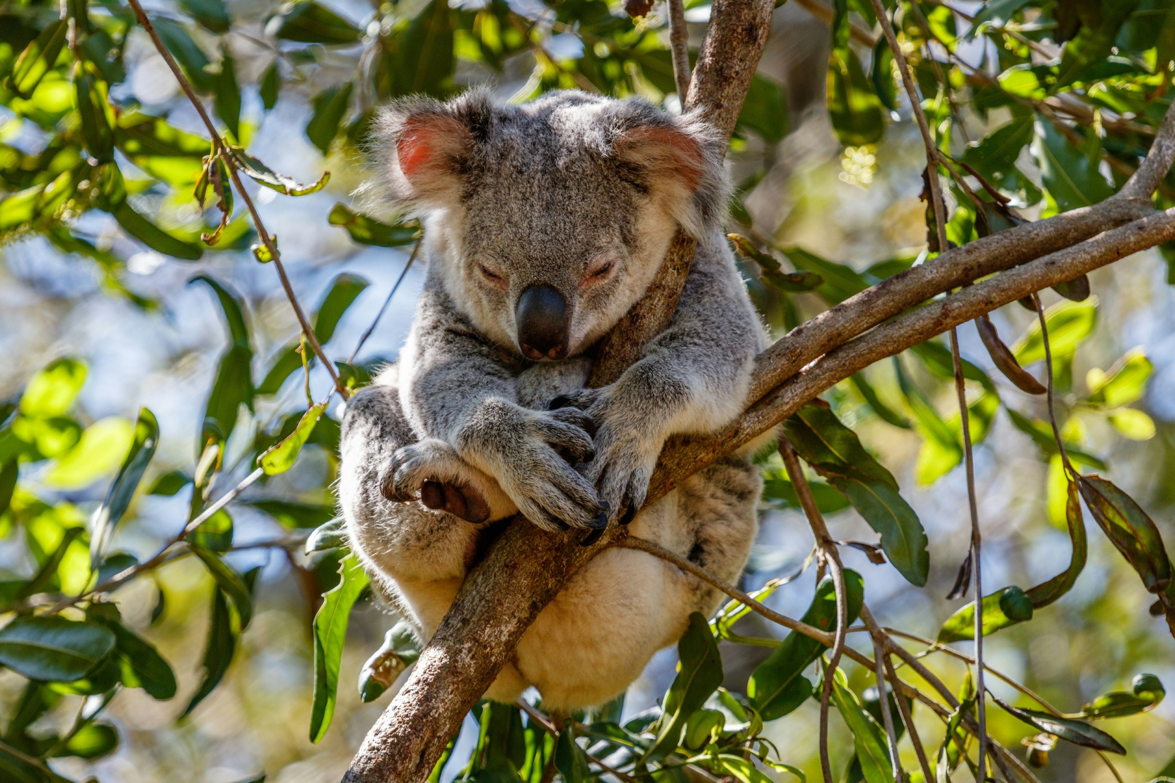 Koala sleeping in a tree.jpg