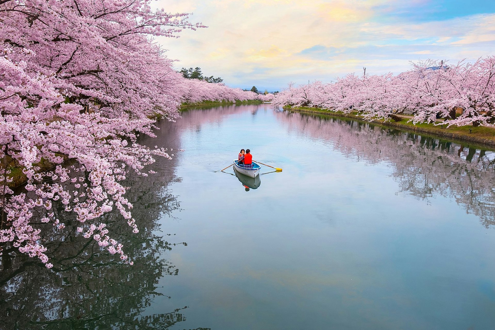 A couple in a rowboat paddle past sakura (cherry blossoms) in full bloom at Hirosaki Park in Japan.