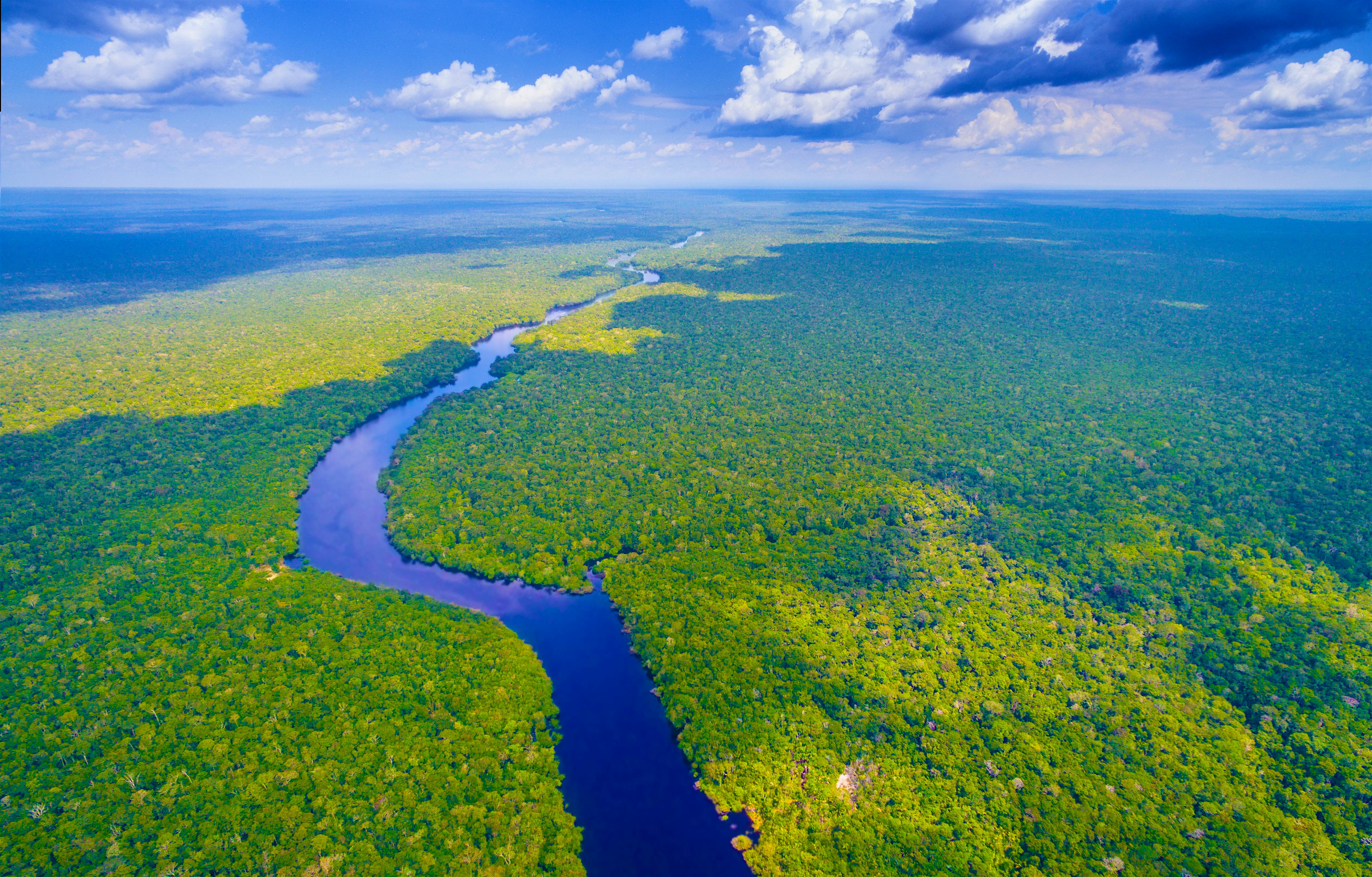 The Amazon rainforest is under threat here’s how you can help Lonely