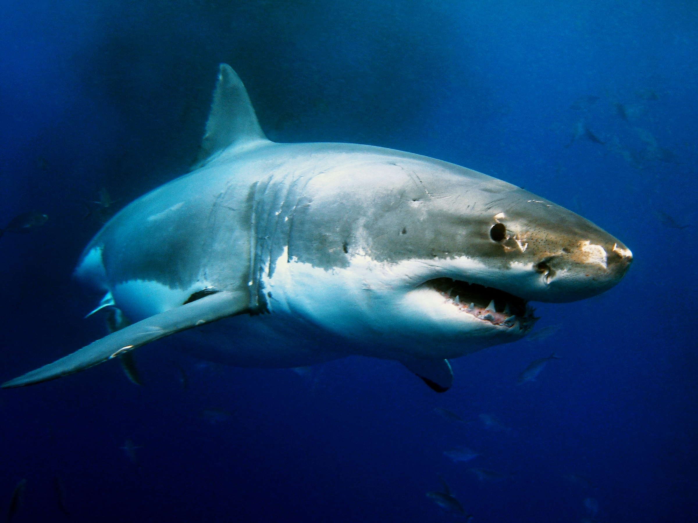Great White Shark underwater..jpg