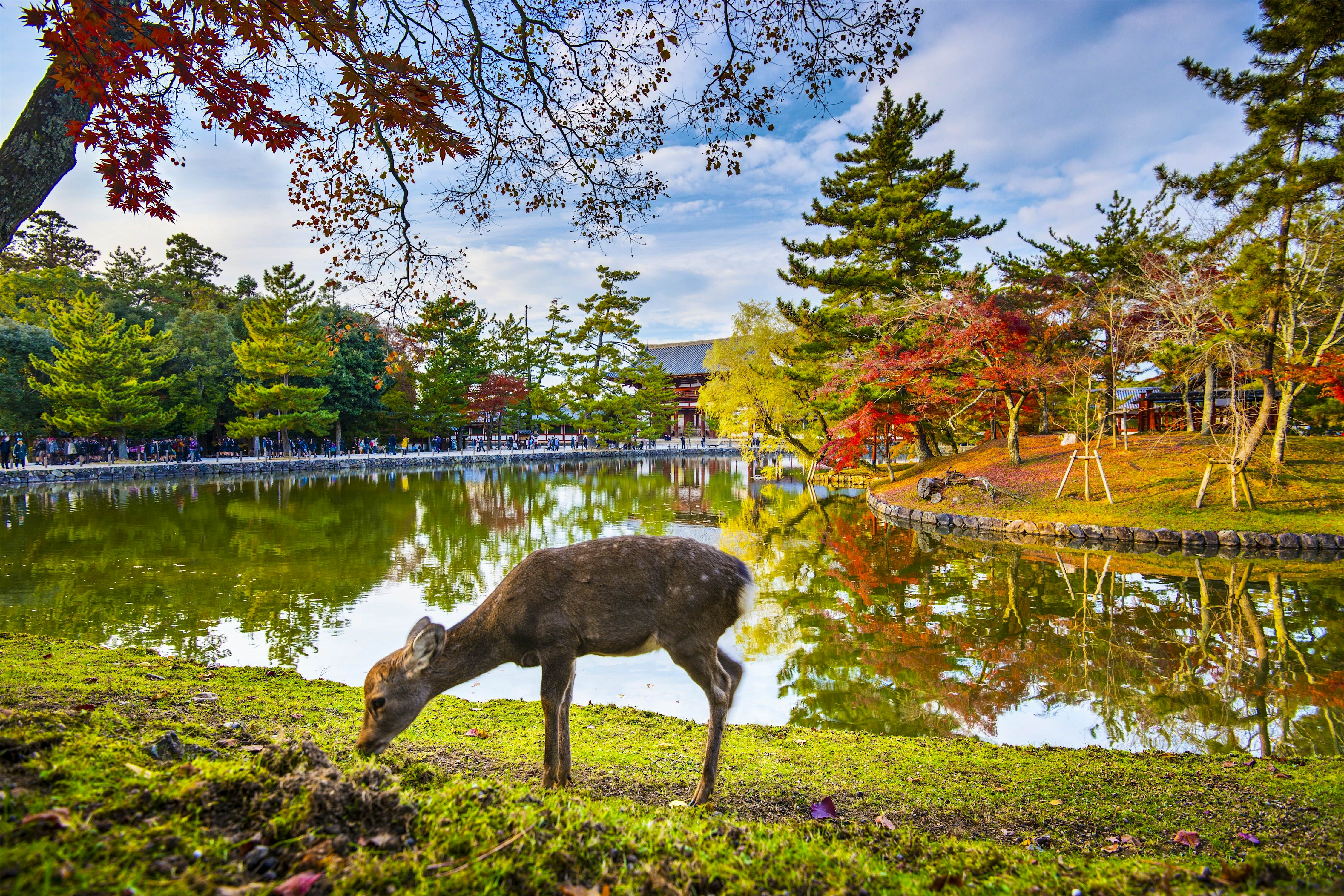 7 Reasons To Visit Nara Japans Deer Loving Ancient Capital Lonely