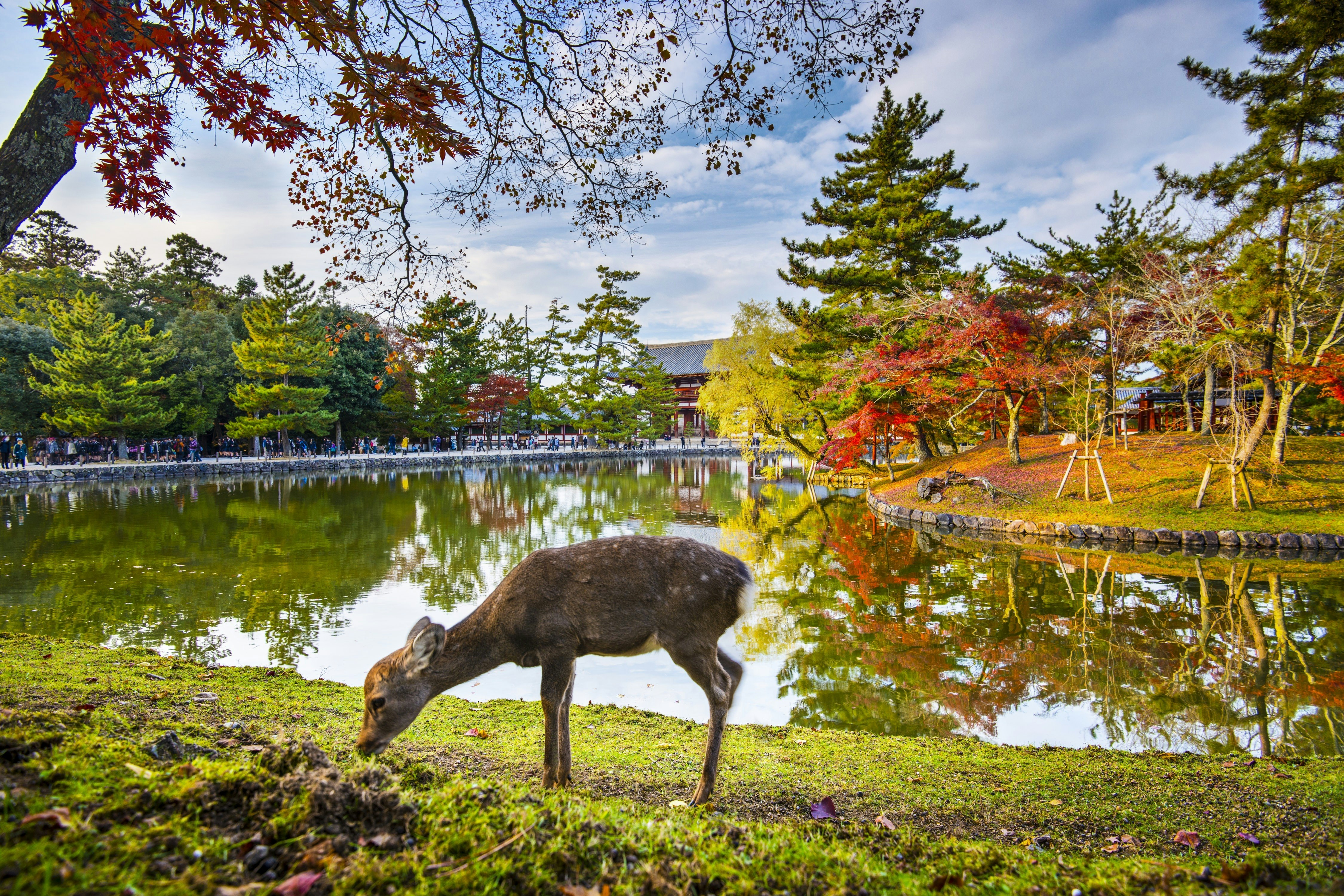 A deer grazes near Todai-ji Temple in Nara, with a lake and bright autumn foliage behind it. 
