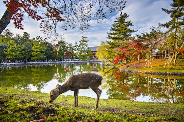 Top things to do in Nara