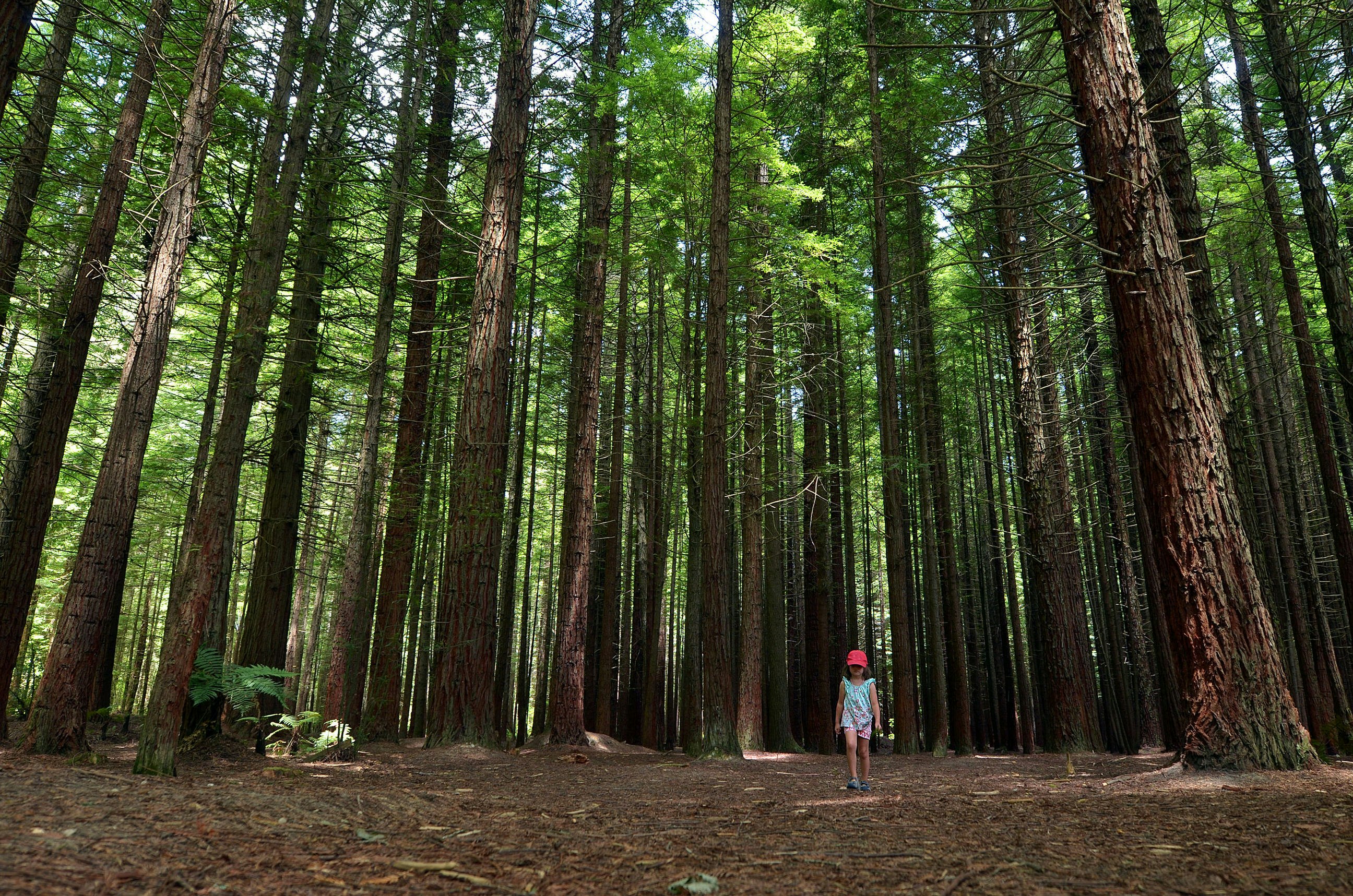 A young girl wearing shorts, a tshirt, a red baseball cap and blue trainers walks through a forest of towering redwood trees. Sunlight seeps through the gaps in the canopy above.