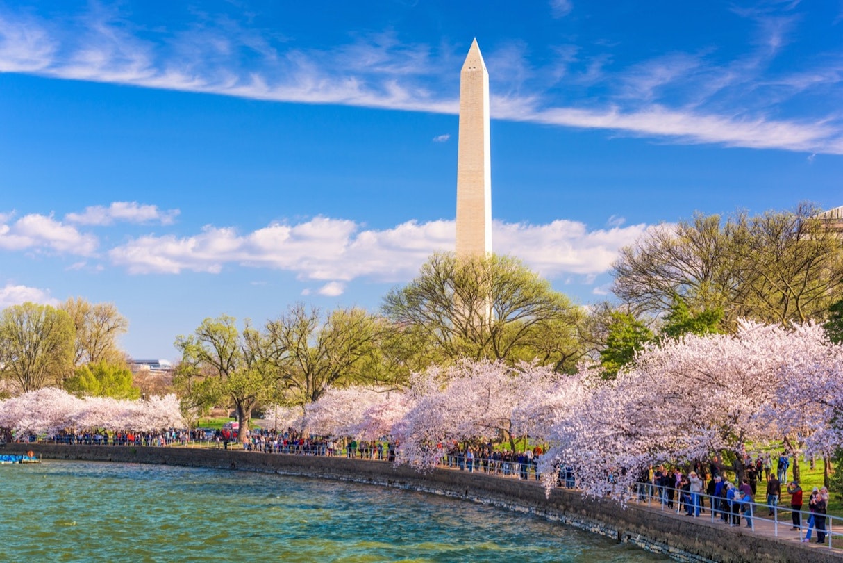 Washington monument with cherry blossom trees