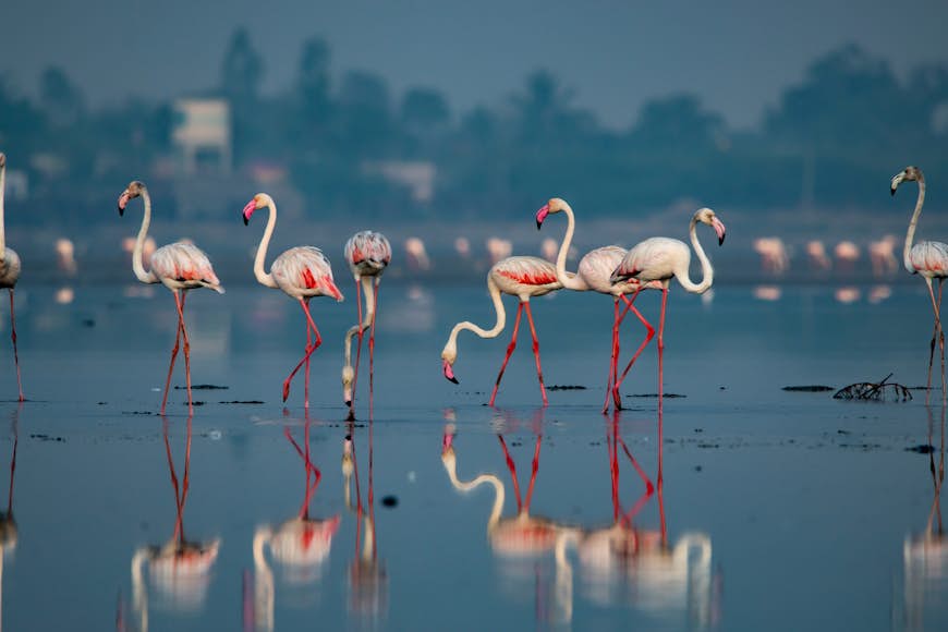 En flock rosa flamingos står i det grunda vattnet i Pulicat Lake.  Fler flamingos syns, något oskarpa, i bakgrunden.