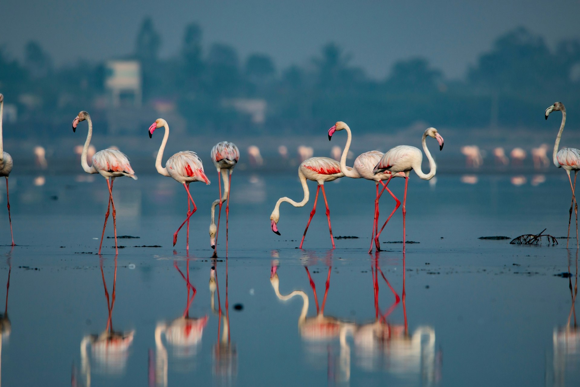 A flock of pink flamingos stand in the shallow waters of Pulicat Lake. More flamingos are visible, slightly out of focus, in the background.