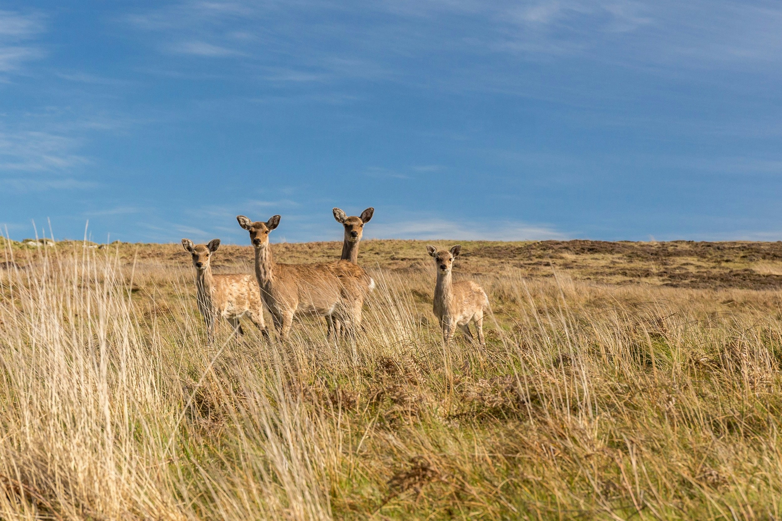 Four light-brown deer standing in long grass look alert towards the camera