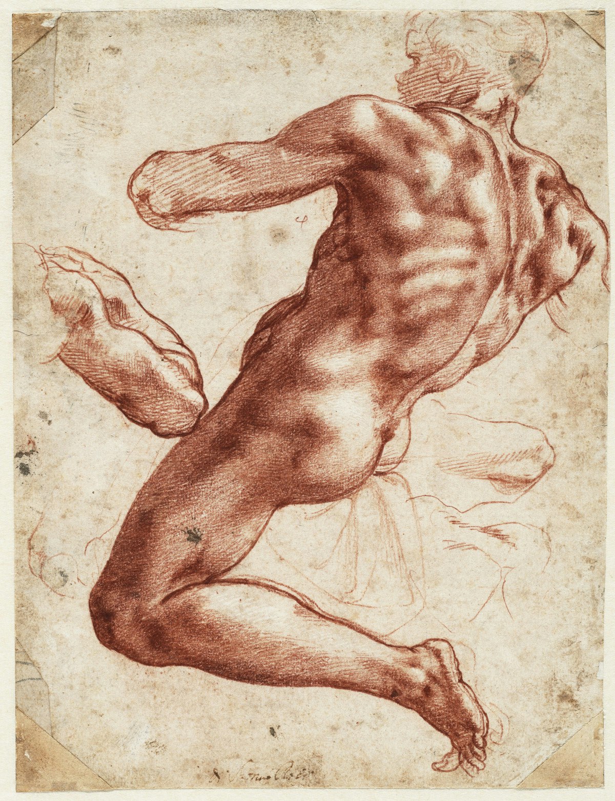 A preparatory sketch of a nude male figure meant for the ceiling of the Sistine Chapel, red on paper