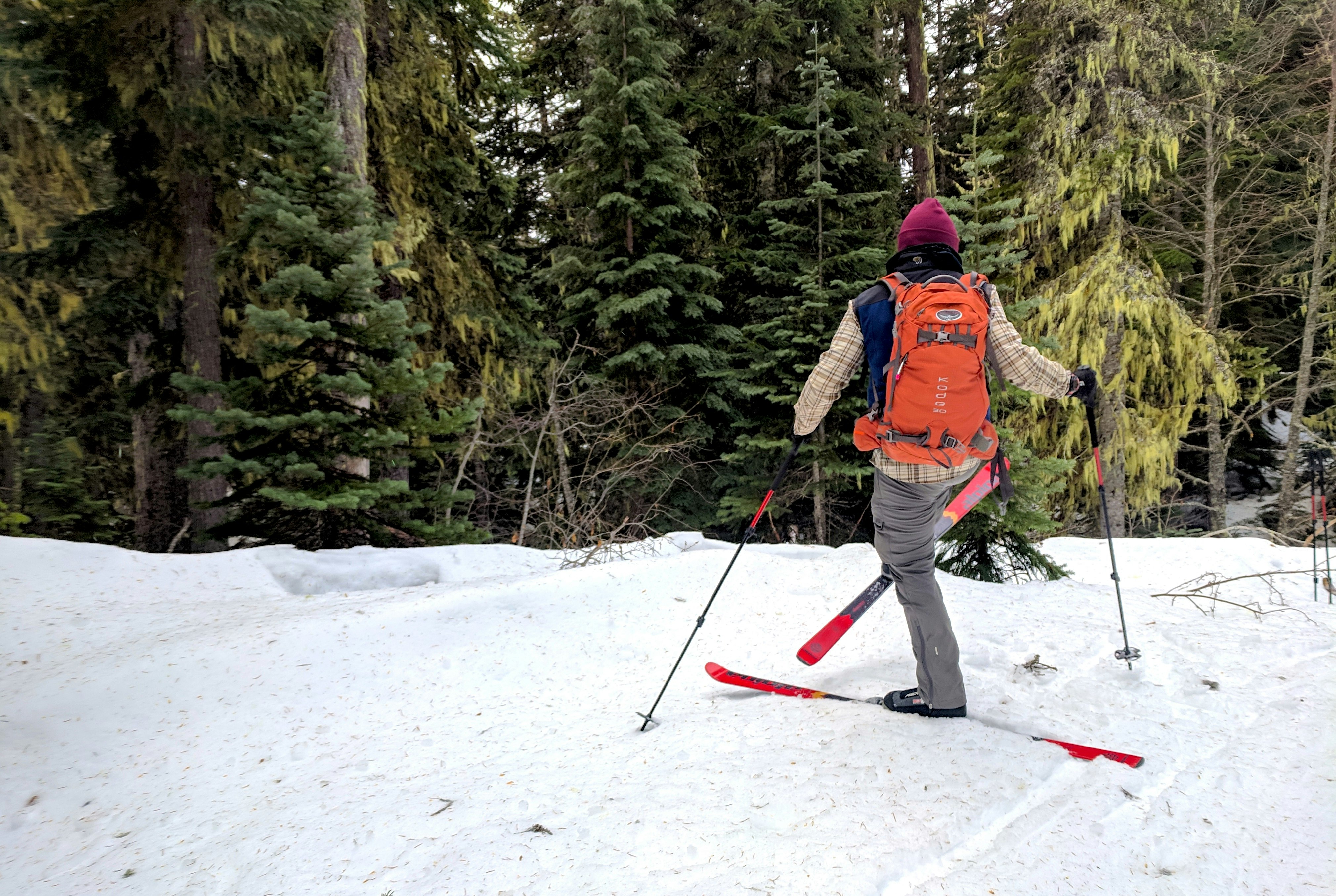 A man shakes snow off one of his cross-country skis in a snowy forest in Oregon. He is wearing bright orange backpack