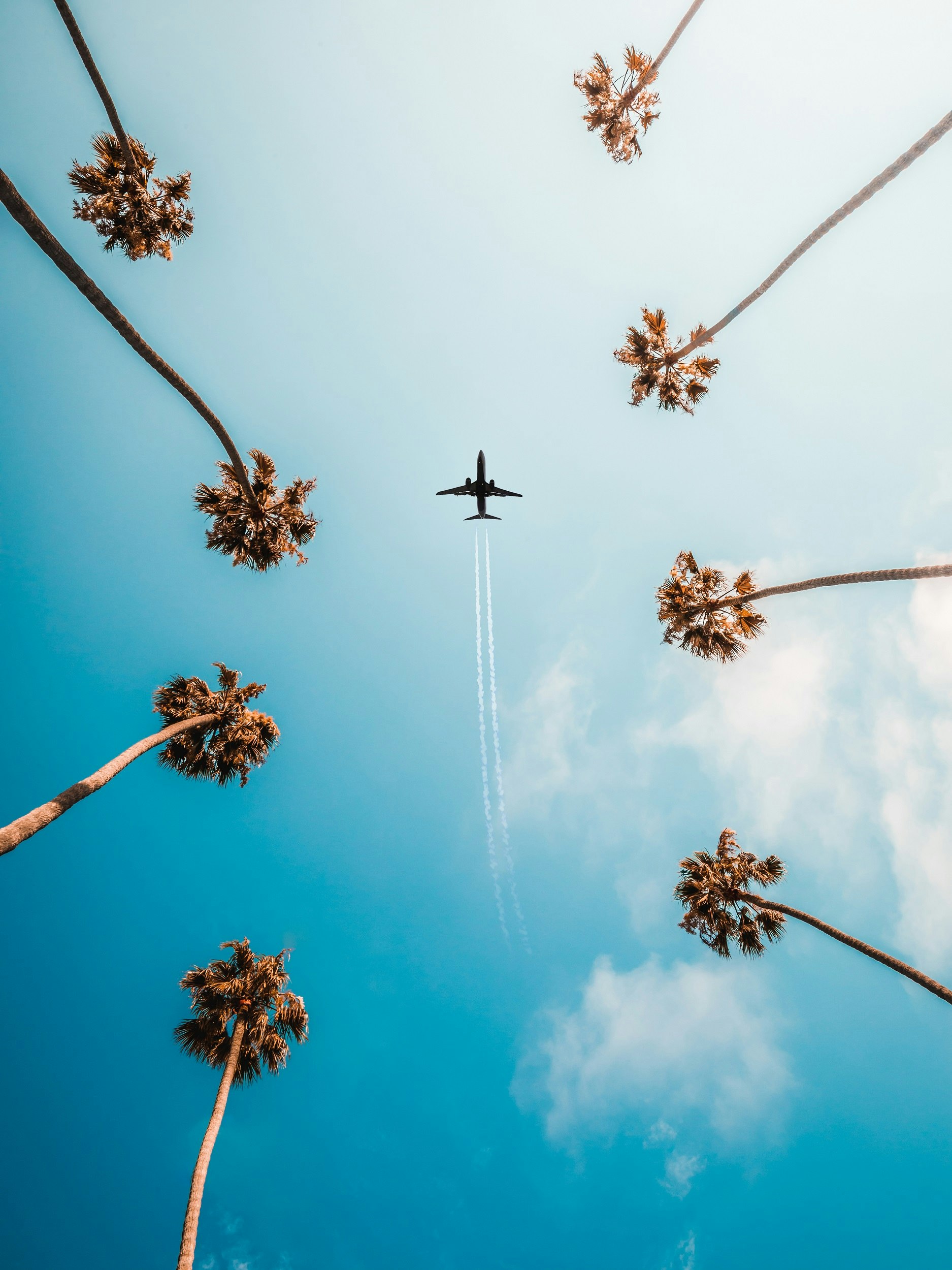 An upwards shot to a blue sky and palm trees, with an aircraft high above
