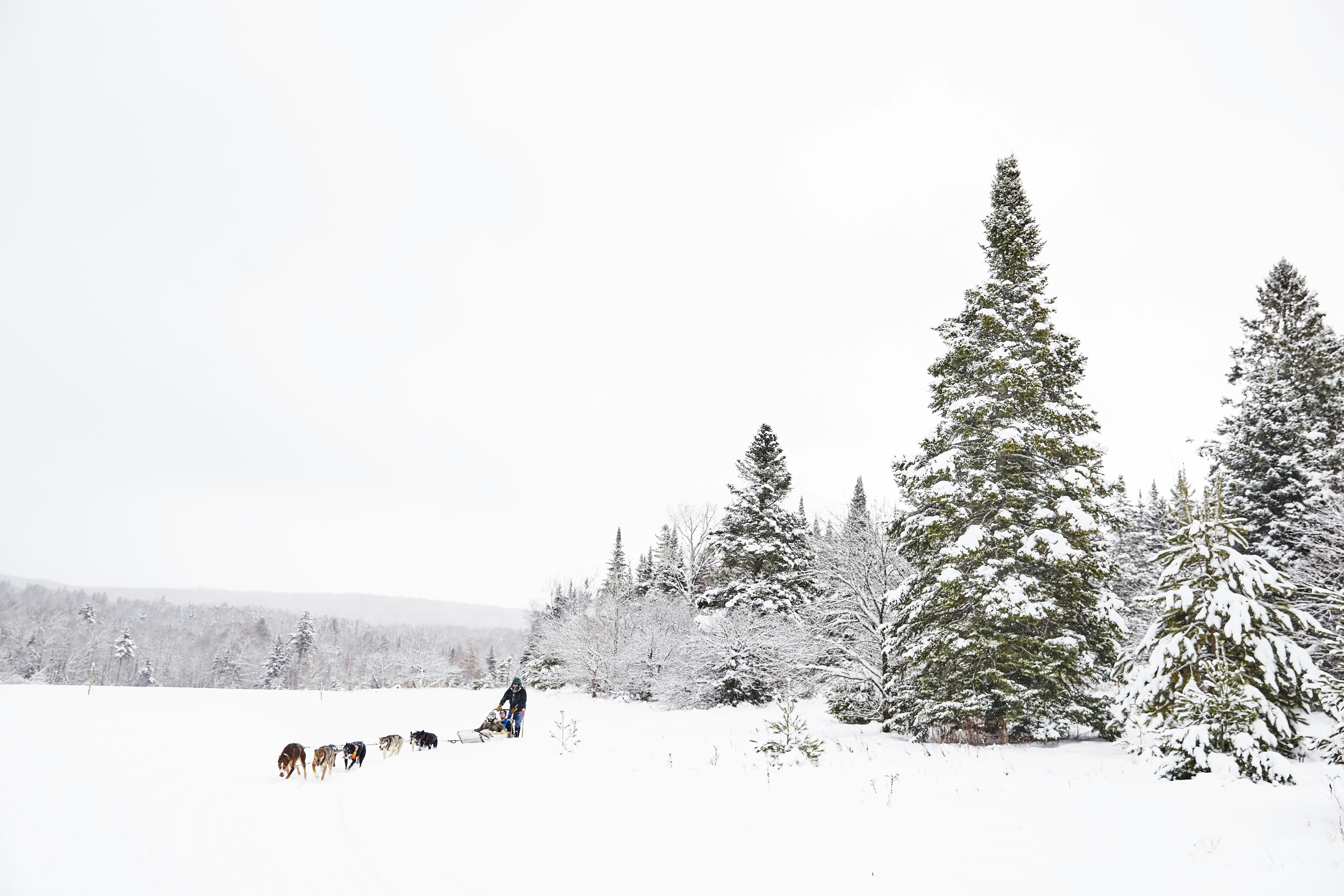 A dog-pulled sled in the middle of a wintery forest