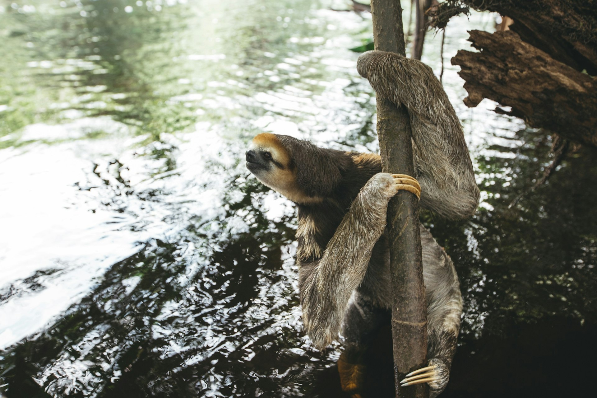 Sloth hanging on a wooden branch over the river.