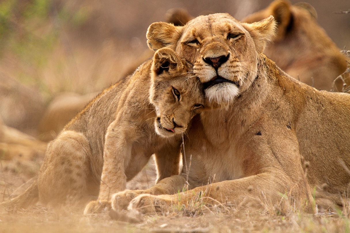 african lion safari go wild