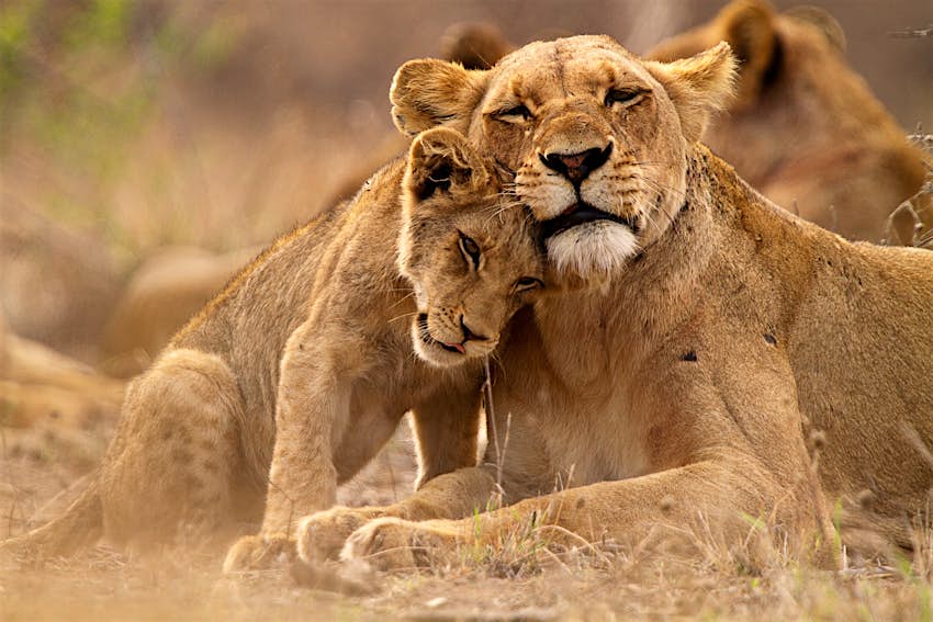 Safari Animals The Story Of Lions And The Best Places To See Them Lonely Planet