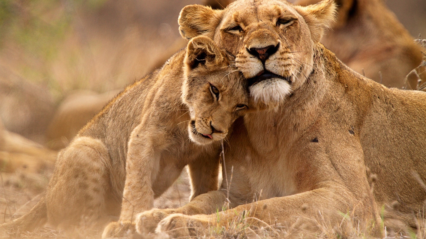 safari of lions