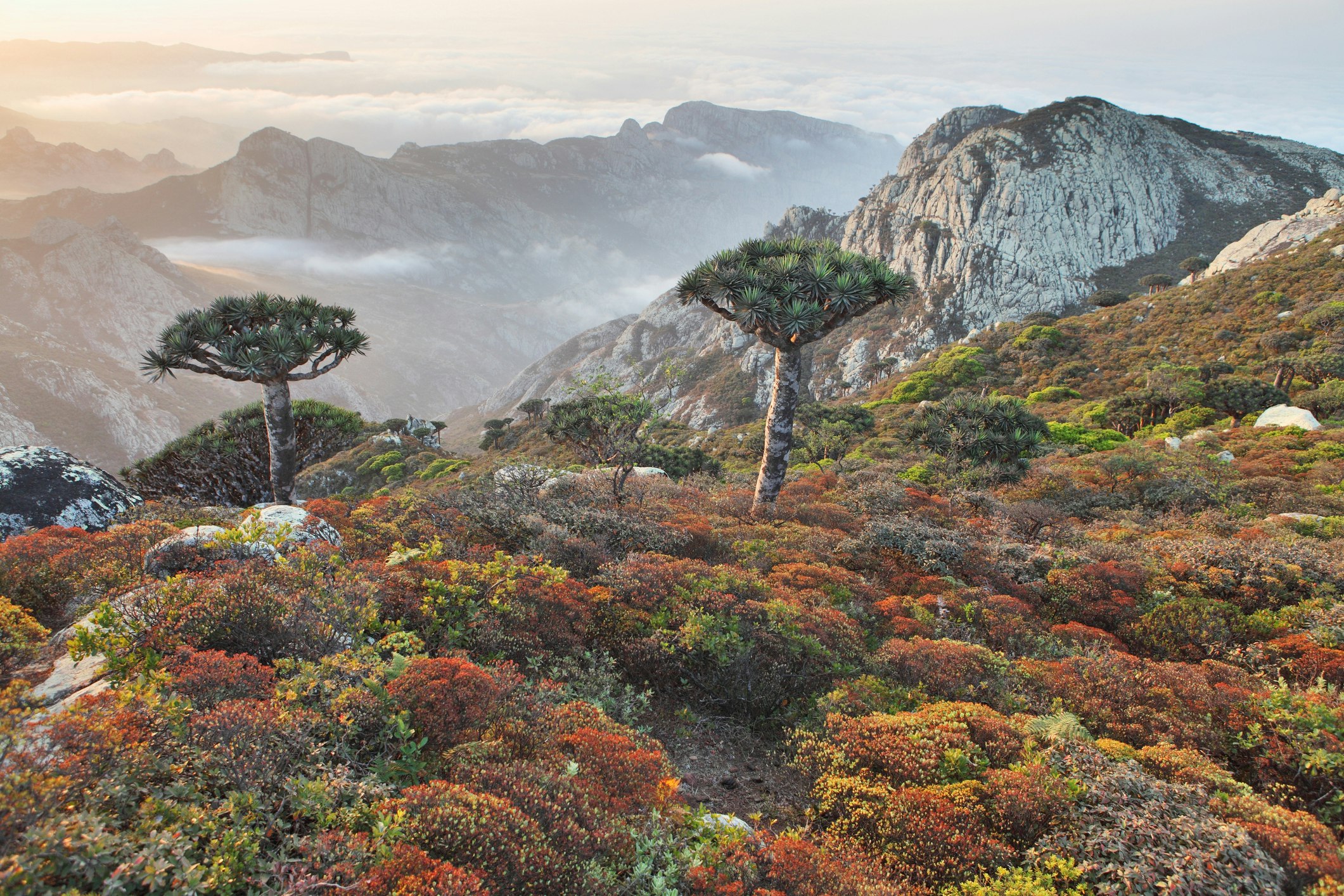 Dragon trees dot the rocky landscape of Socotra Island in front of a hazy range of mountains