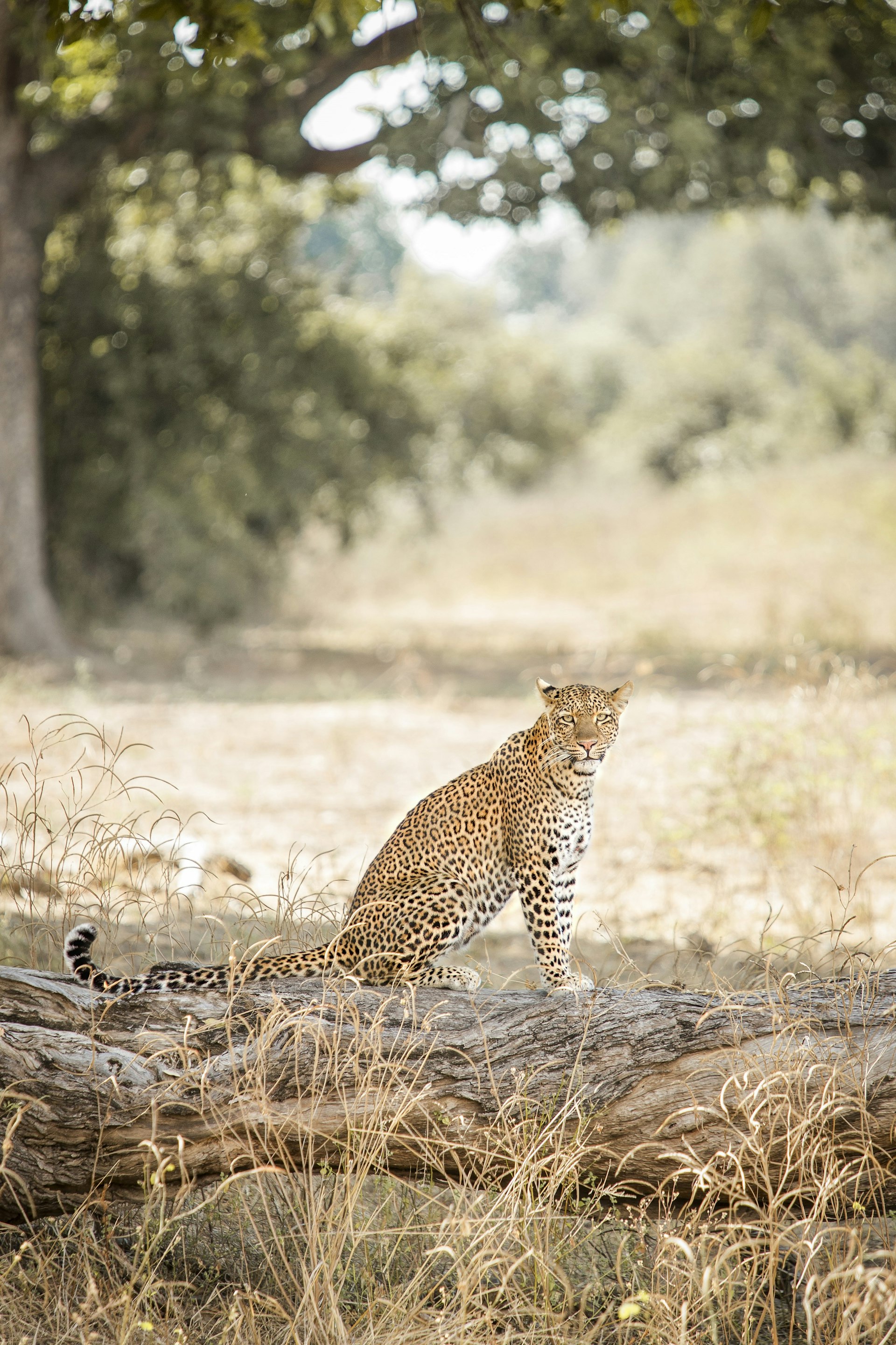 A female leopard sits on a fallen log in the parched undergrowth within South Luangwa National Park; it's head is turned 90 degrees to face the camera.