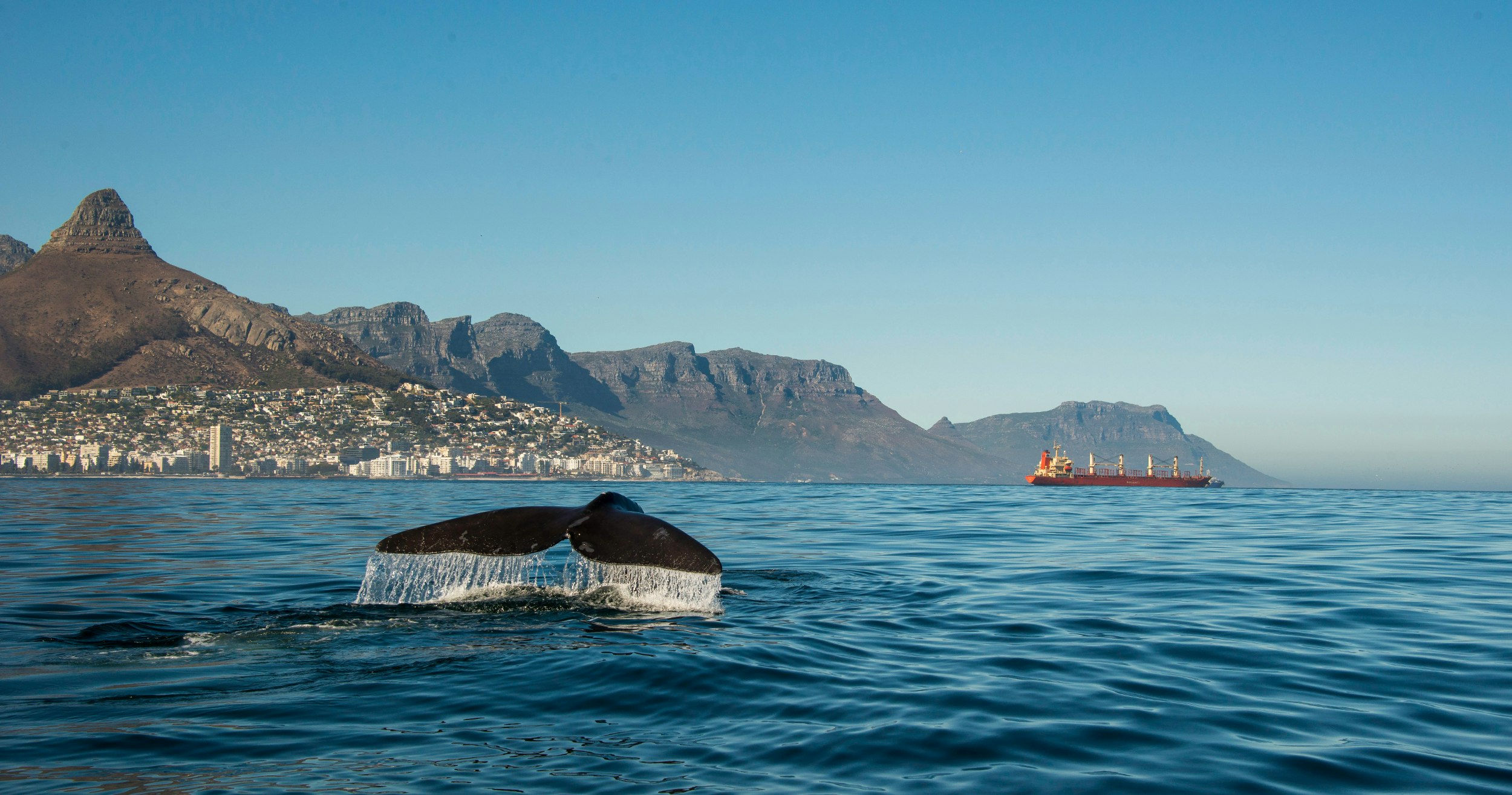 The flute of a southern right whale is visible above the water, with the distinctive coastline of Cape Town (the signature Lion's Head peak) visible in the background.