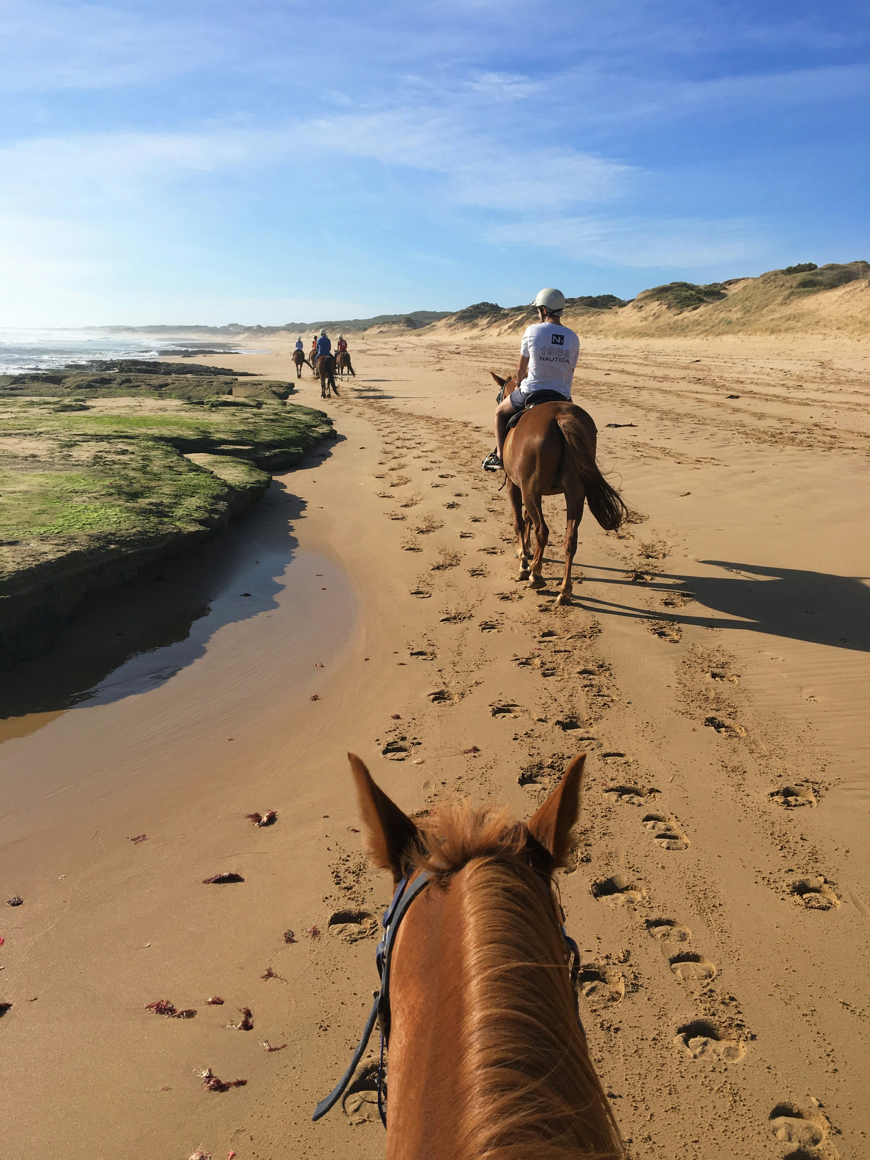 Photo taken from the point of view of a person on horseback; the rider is with several others, riding along St Andrew's Beach.