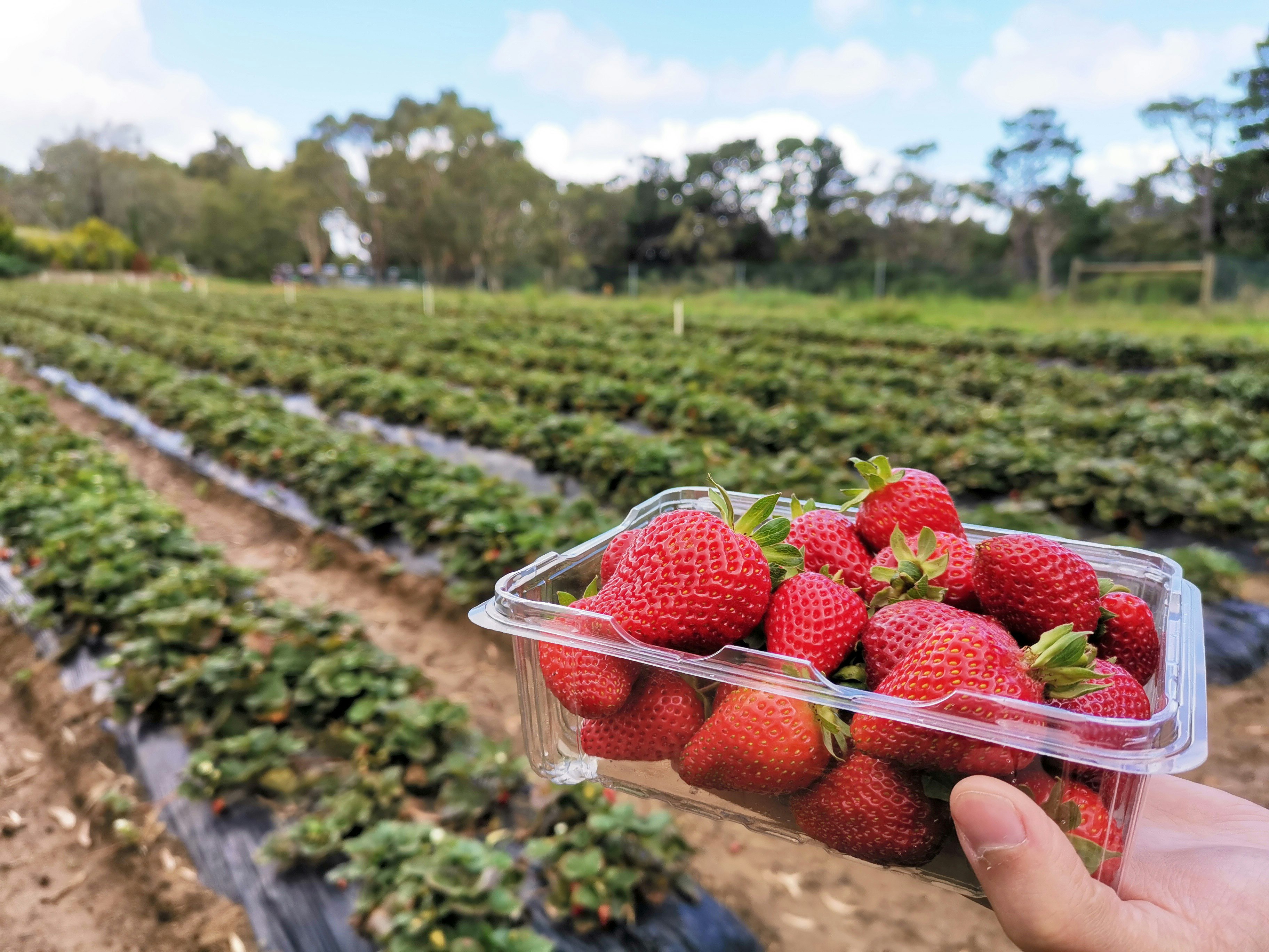 A hand holds a punnet of freshly picked strawberries into the frame; behind are rows of strawberry plants at  Sunny Ridge Strawberry Farm, Mornington Peninsula