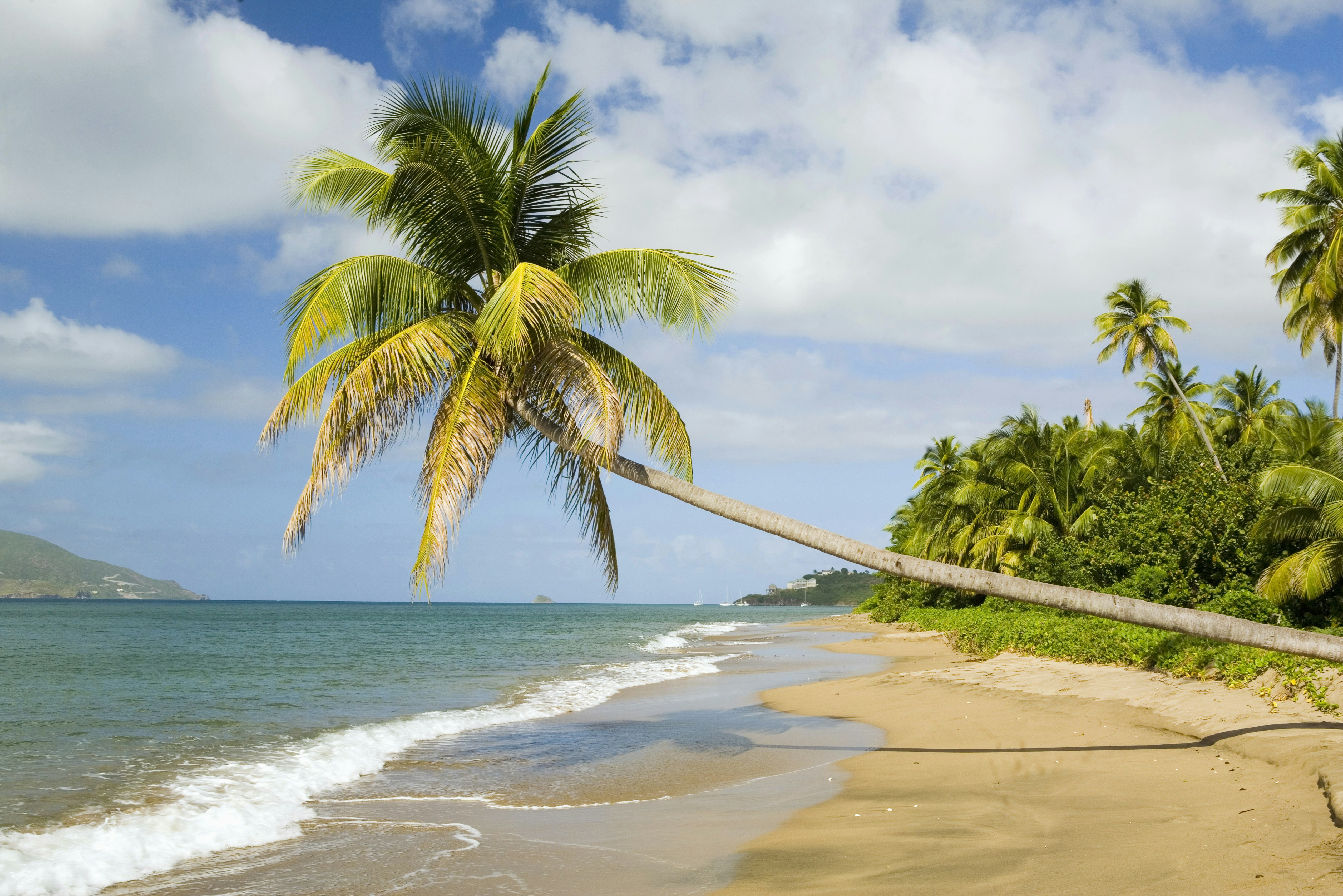 An empty golden beach with a palm tree hanging low towards the sea