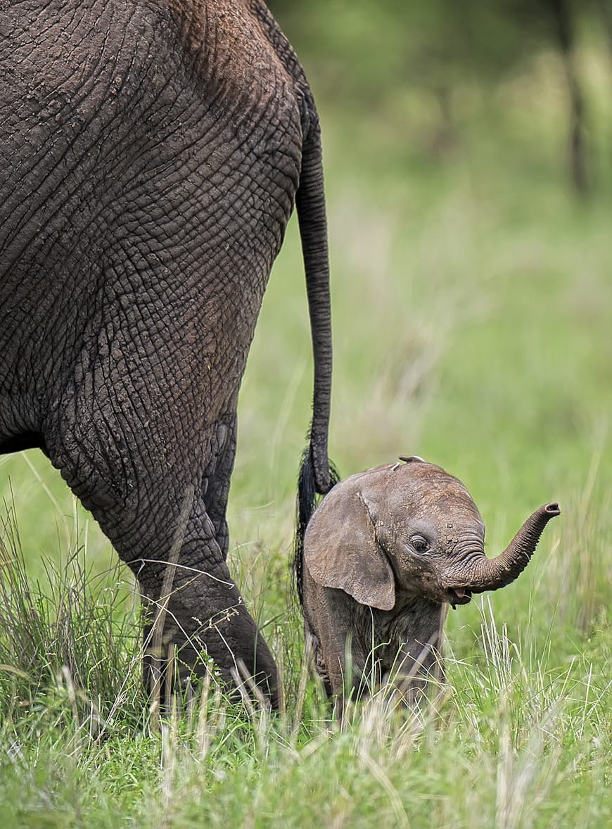 A baby elephant (a few weeks old) stands in long, green grass behind its mother; only the mother's behind is visible, with her tail caressing the baby.