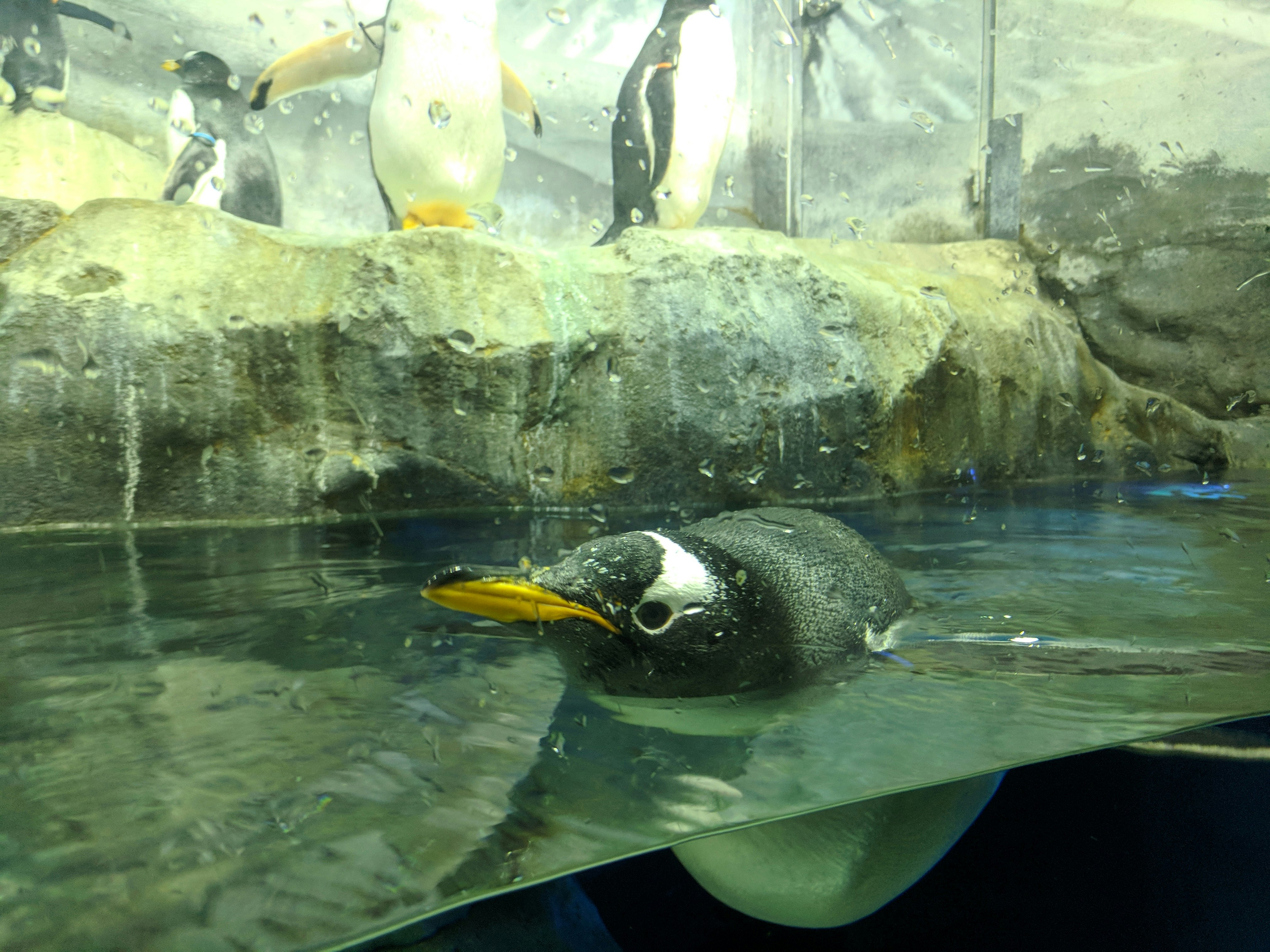 A penguin looks at the viewer through the glass walls of a habitat at the Tennessee Aquarium in Chattanooga, Tennessee