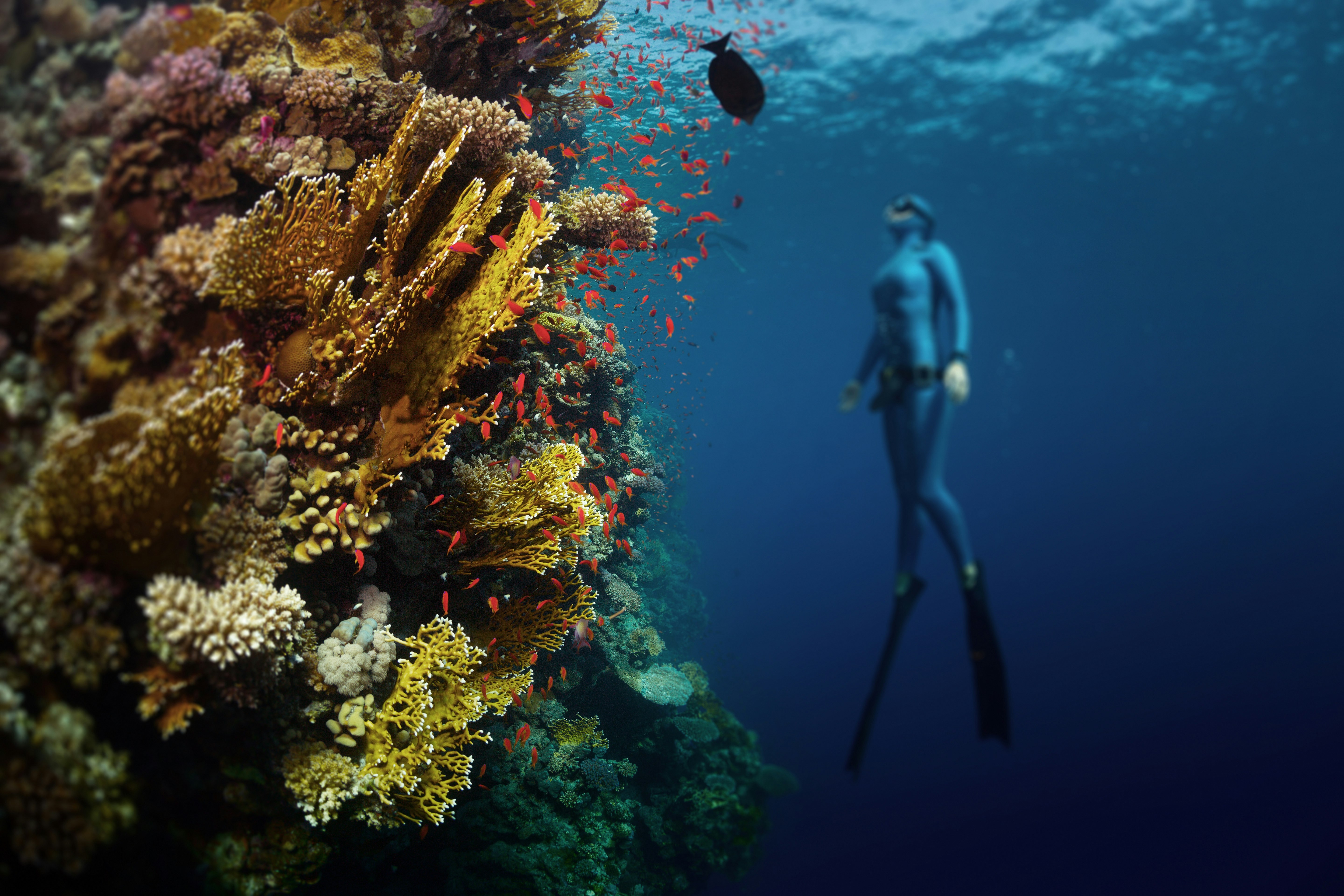 A person in a wetsuit is diving without an oxygen tank. Coral is visible in front of them. 