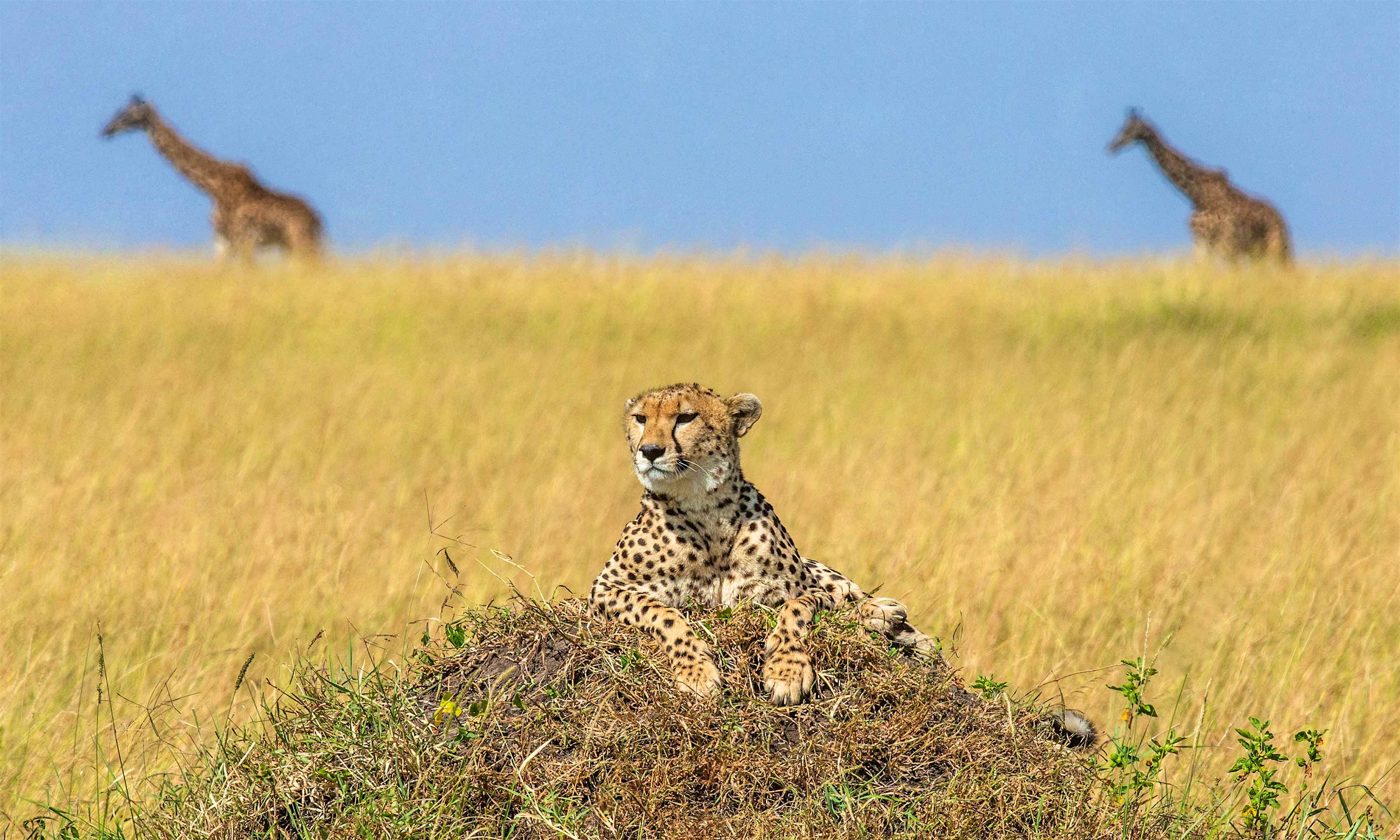 cheetahs live in safari