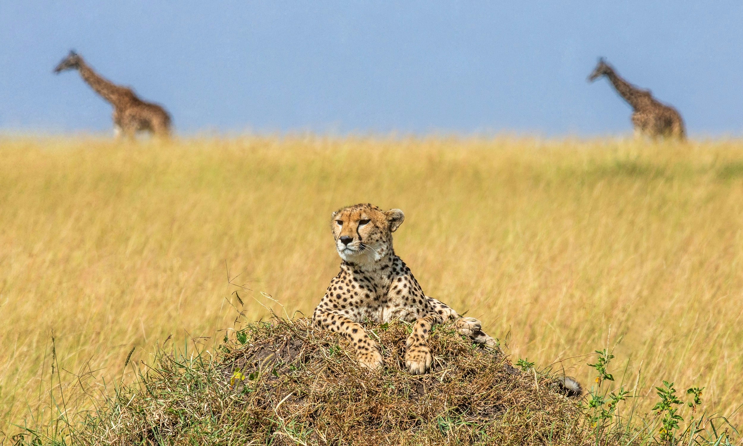 A lone cheetah laying on a termite mound that is sticking up over the long savannah grasses; its front paws are in front of it and its head is raised. In the background are two giraffes.