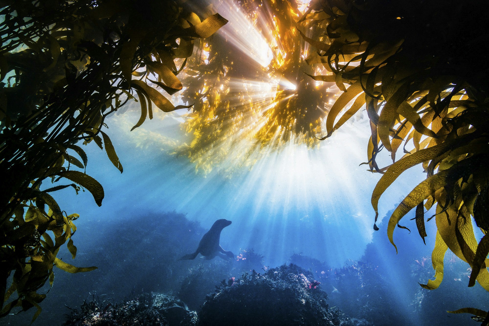A shot of a sea lion underwater, its silhouette framed by the sunlight