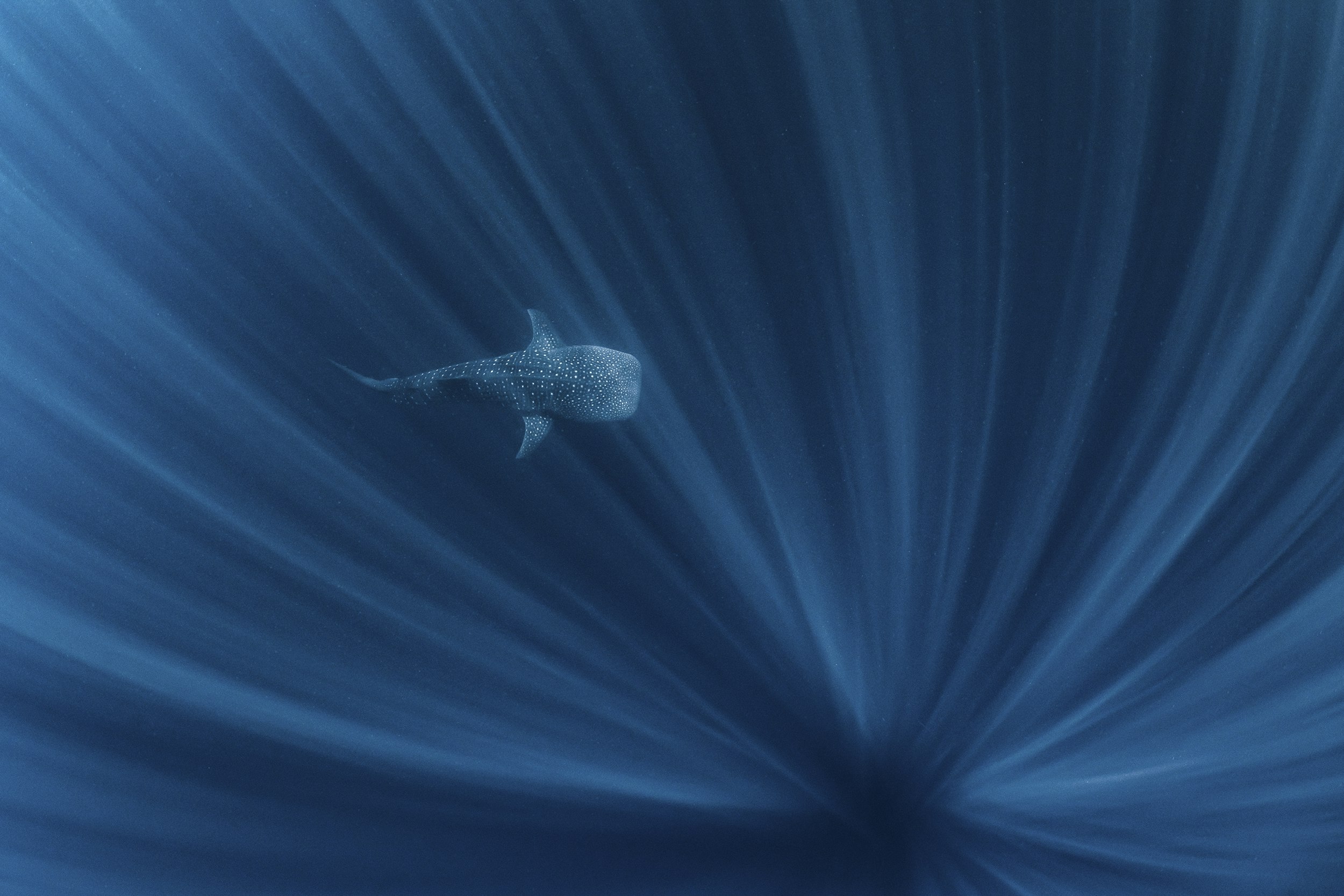 An underwater picture of a whale shark swimming, while rays of light illuminate the scene