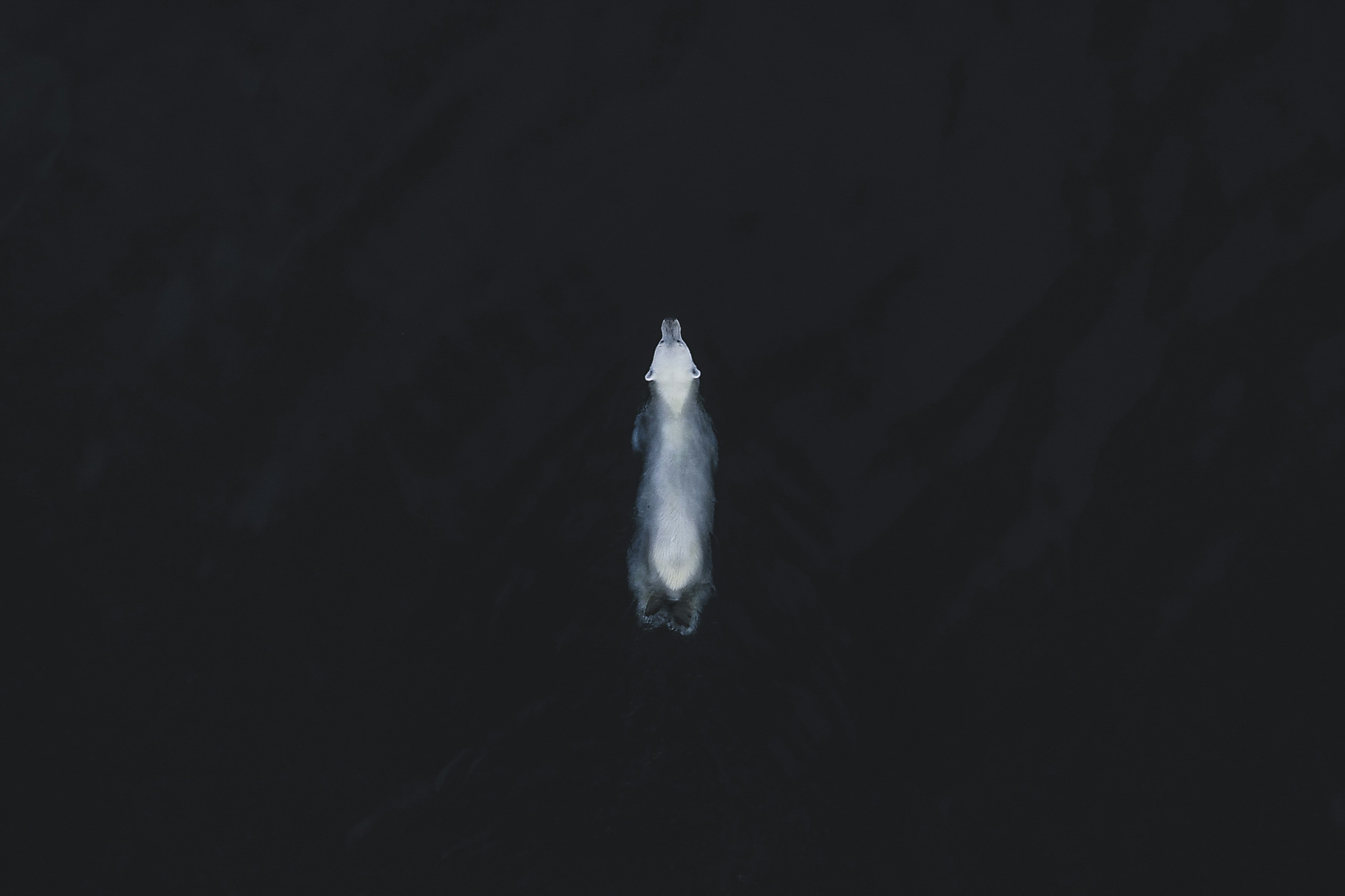 A picture of a polar bear swimming taken from a bird's eye view