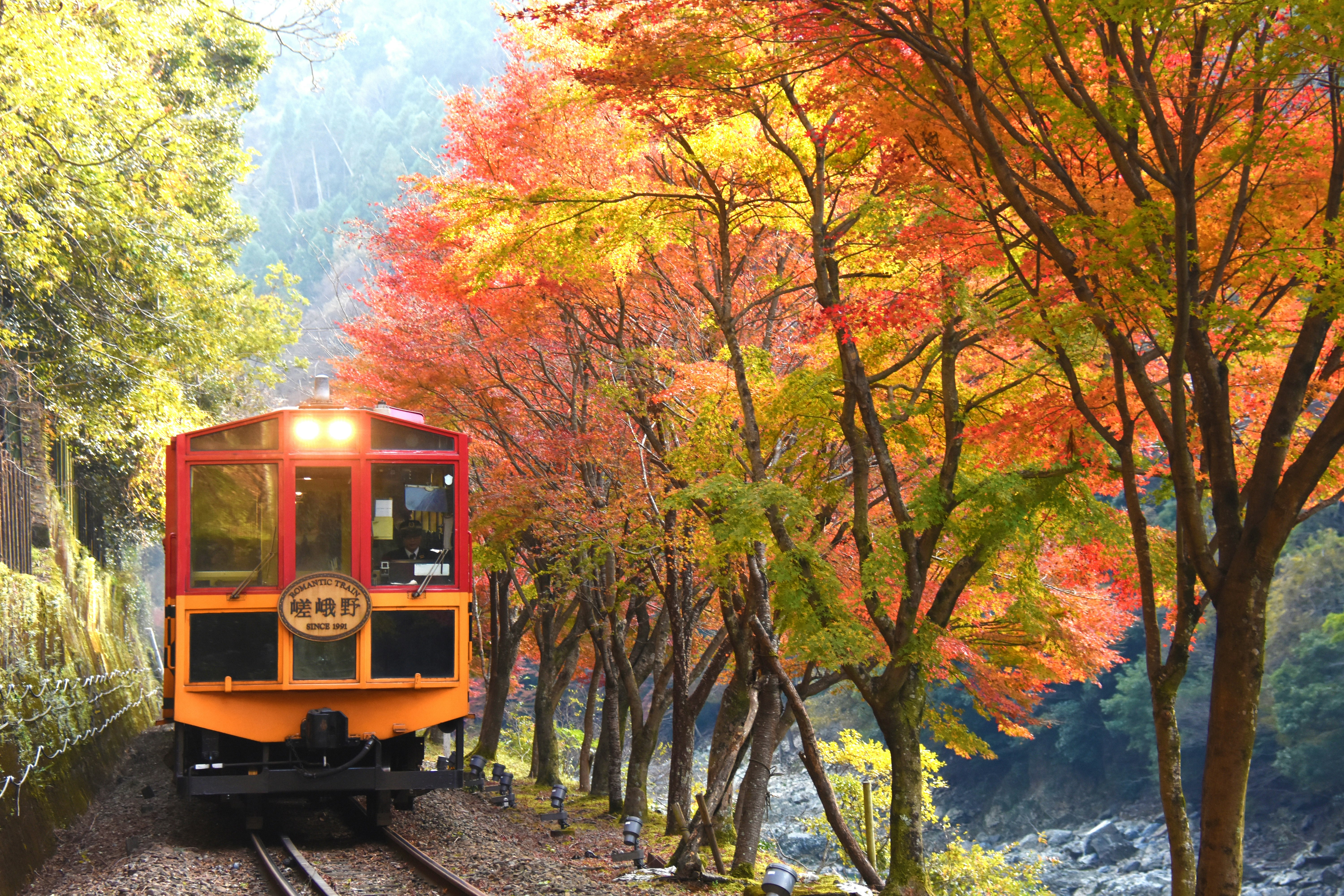A train moves through the beautiful fall leaves. 