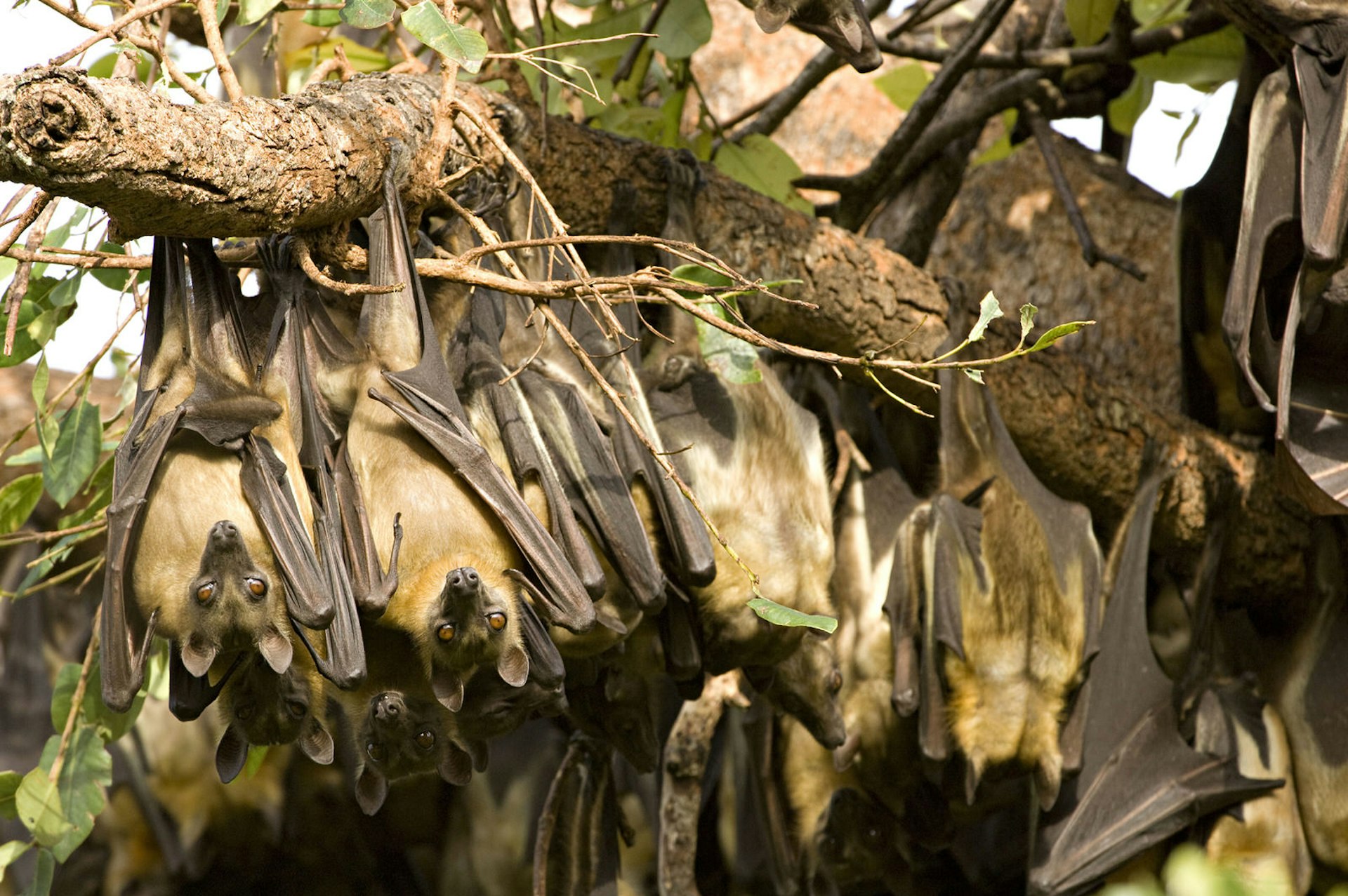 A tree branch is laden with countless straw-coloured fruit bats hanging upside down.