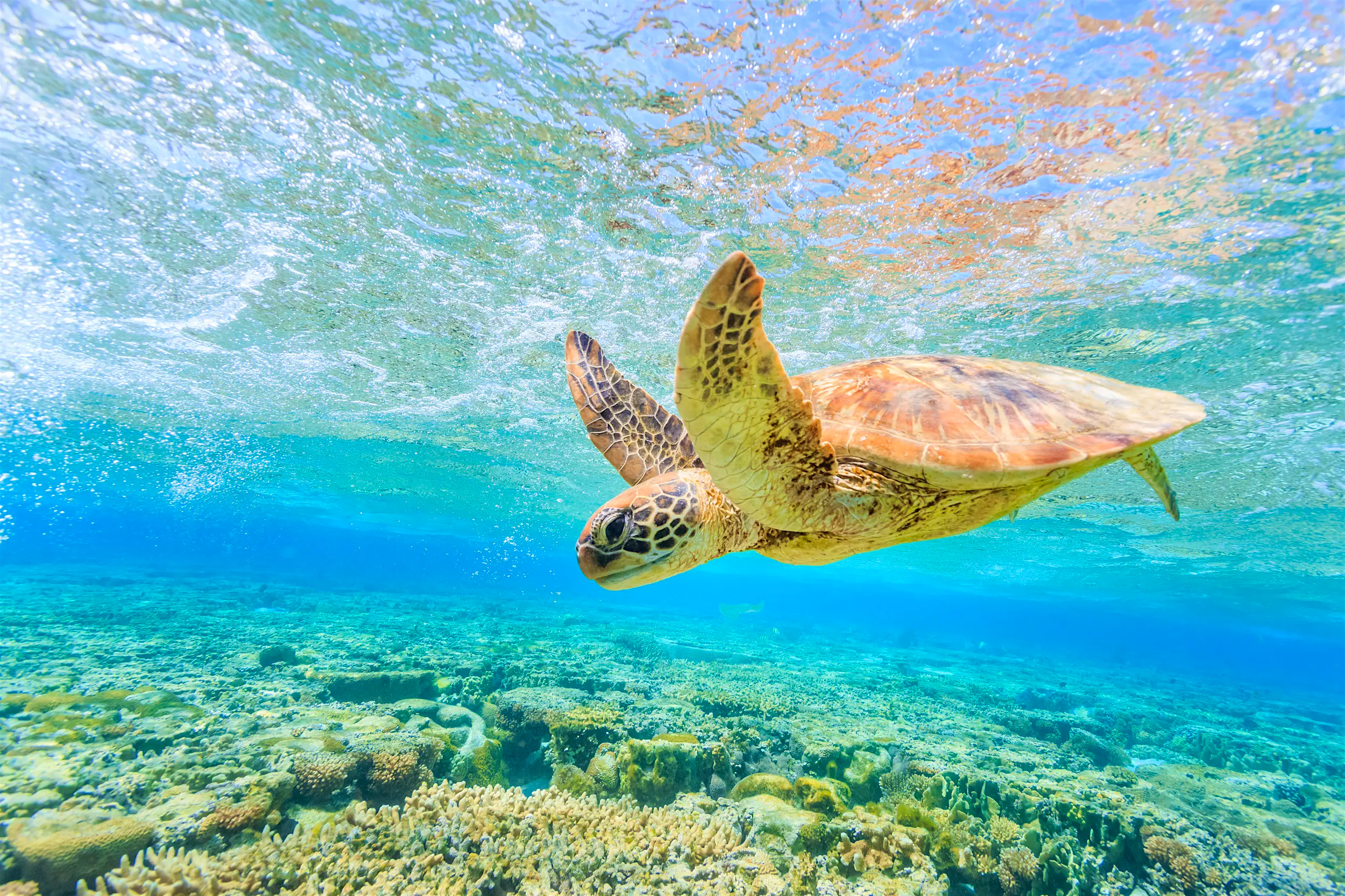 turtle-lady-elliot-island A turtle swims through shallow water with some coral below. The sea is clear, with blue and green colours dominating.