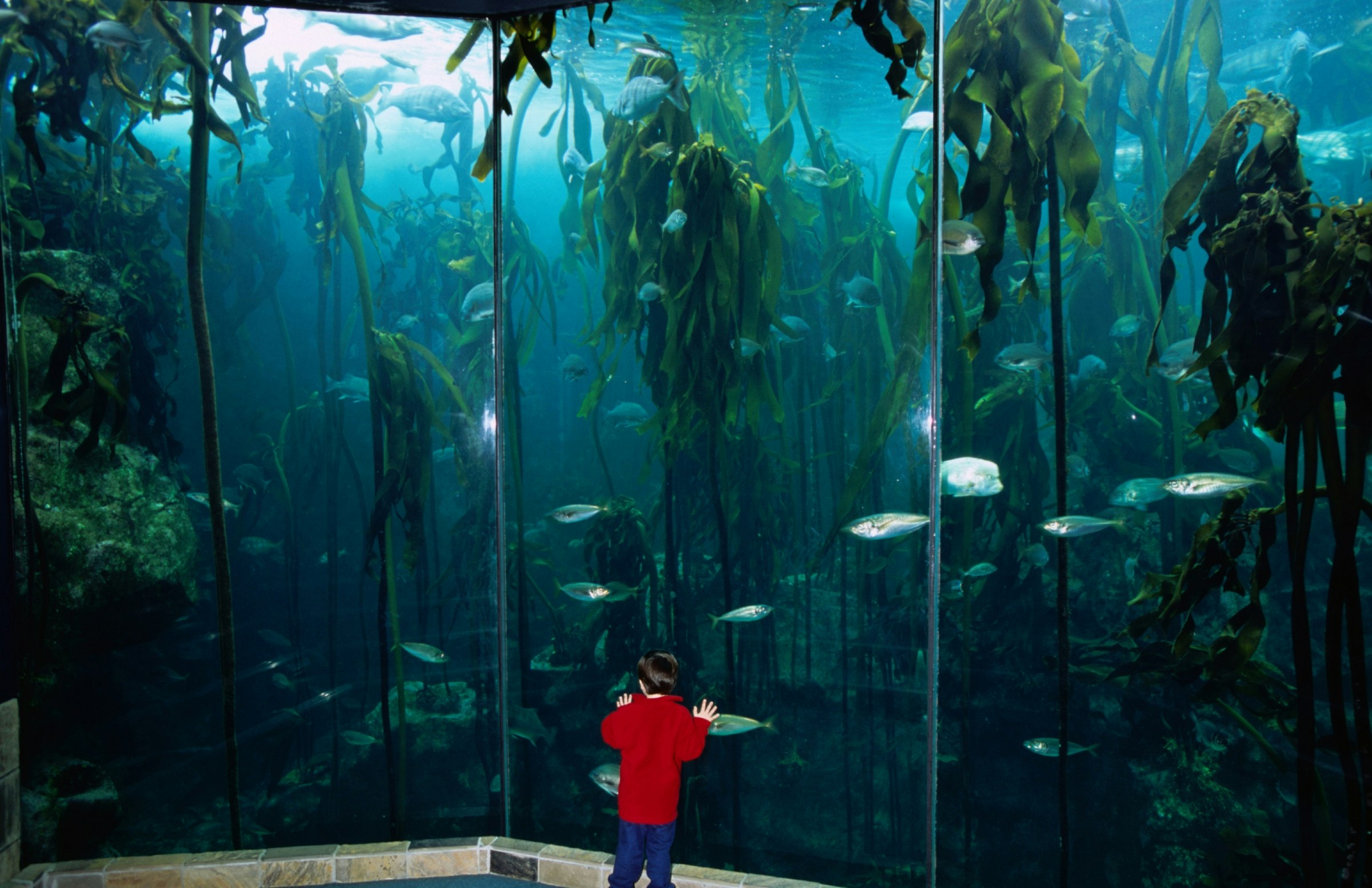 A young child of five or six stands with face and hands pressed up against a massive glass wall, behind which is a sea of fish, kelp and other marine life.