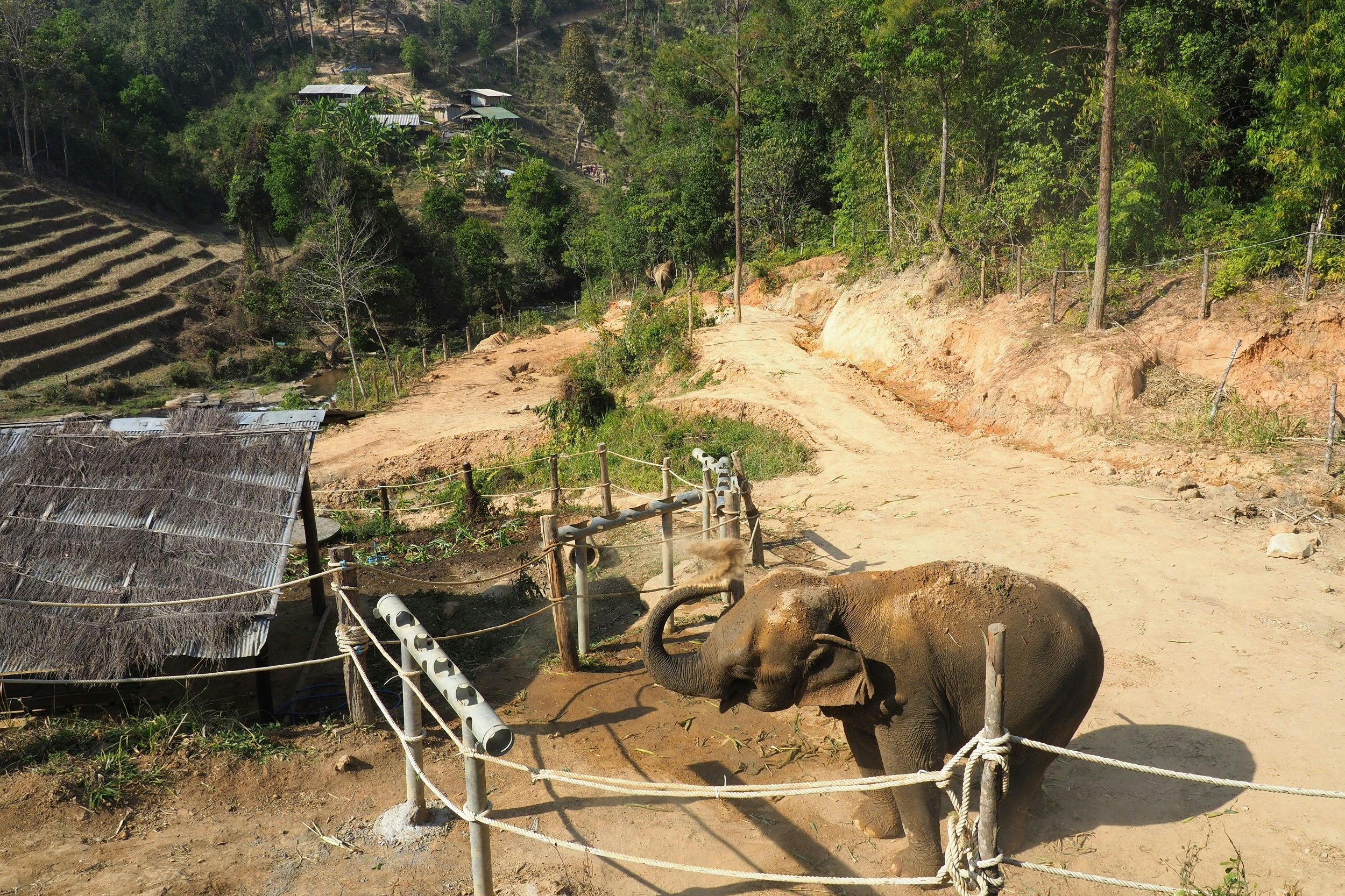 An elephant drops dust from its trunk onto its back. It stands alone on a dirt track near a shelter