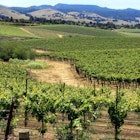 vineyard in SLO.jpg