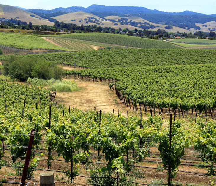 vineyard in SLO.jpg