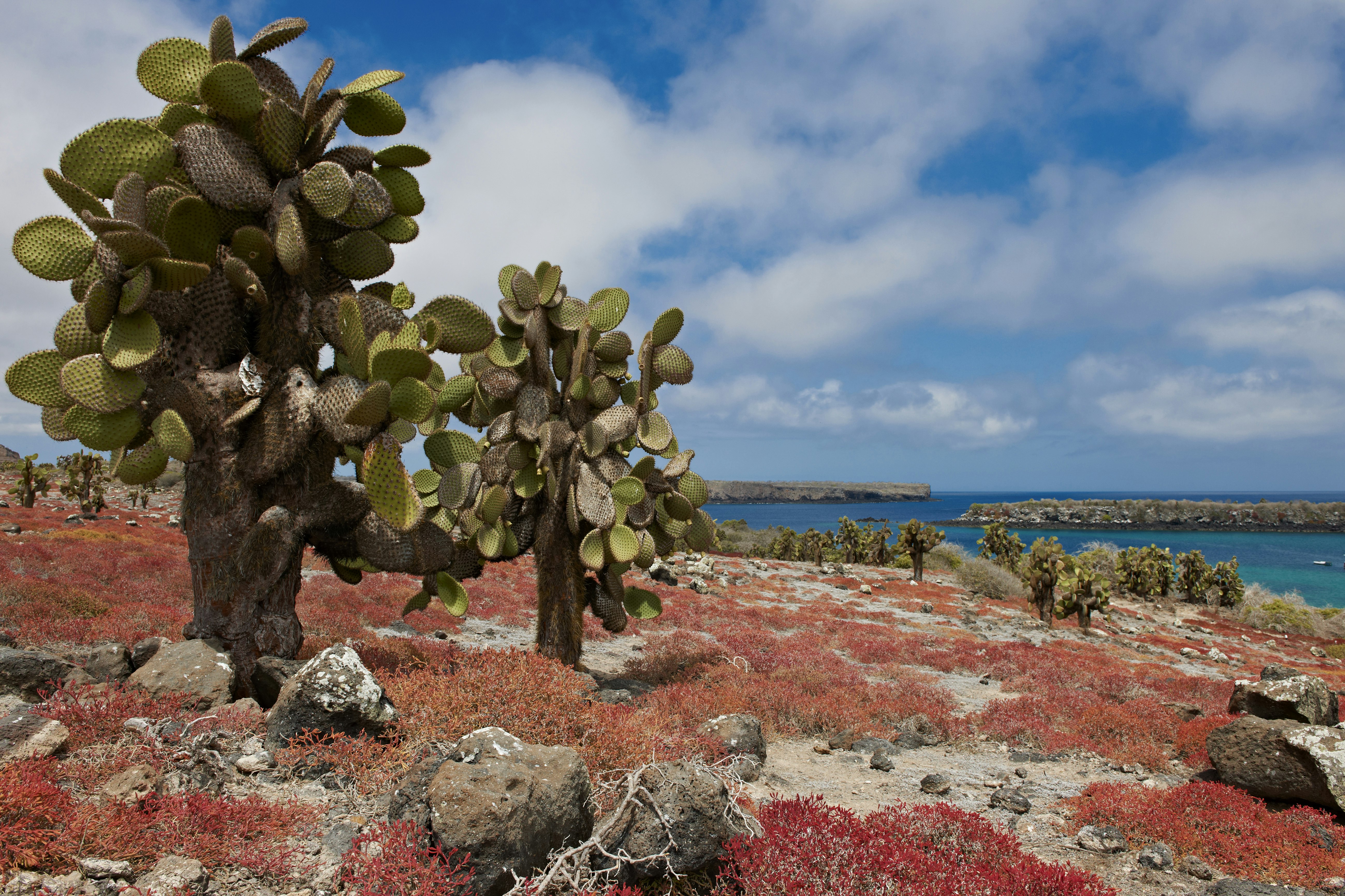 Vivid pinks, greens and purples color the landscape of the Galapagos all the way down to the blue ocean