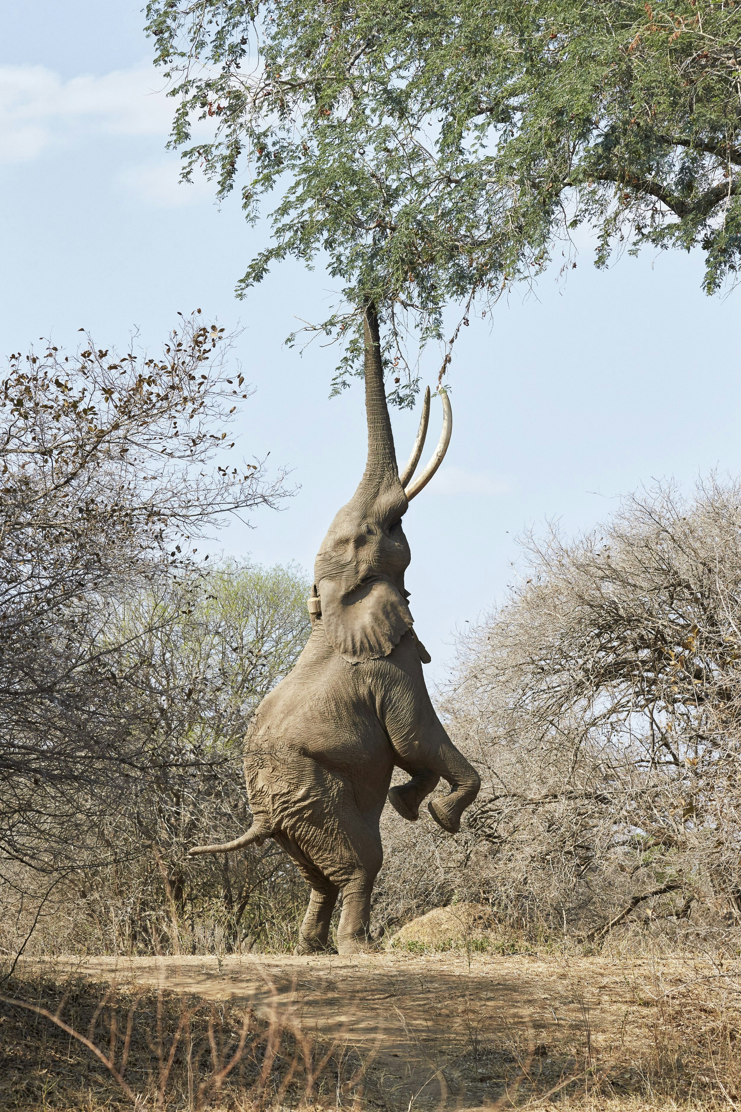 An elephant standing up on its hind legs, with its trunk outstretched to pull down a tree branch for food.