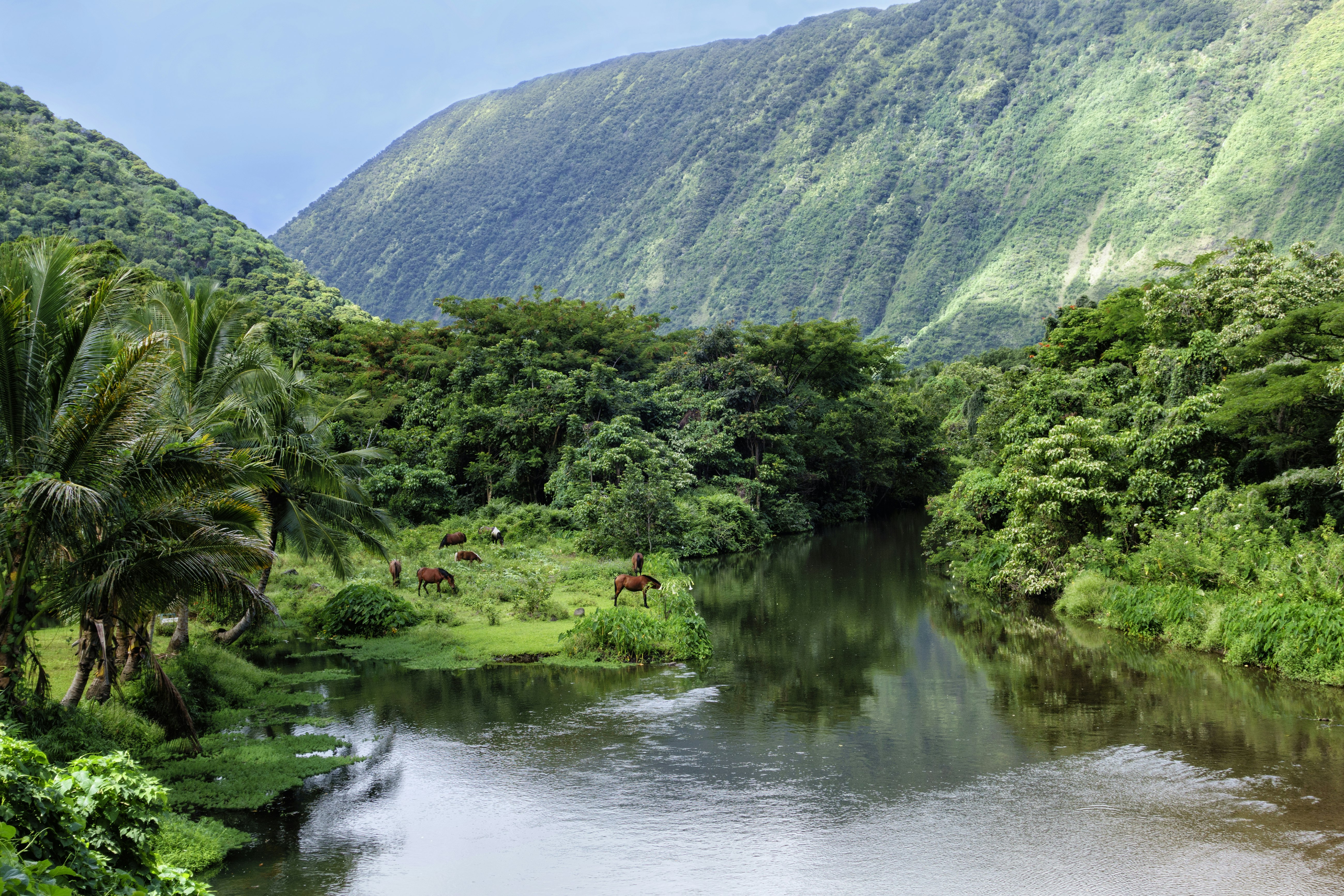 Vilda hästar på stranden av Waipio Valley River, med höga klippväggar i bakgrunden