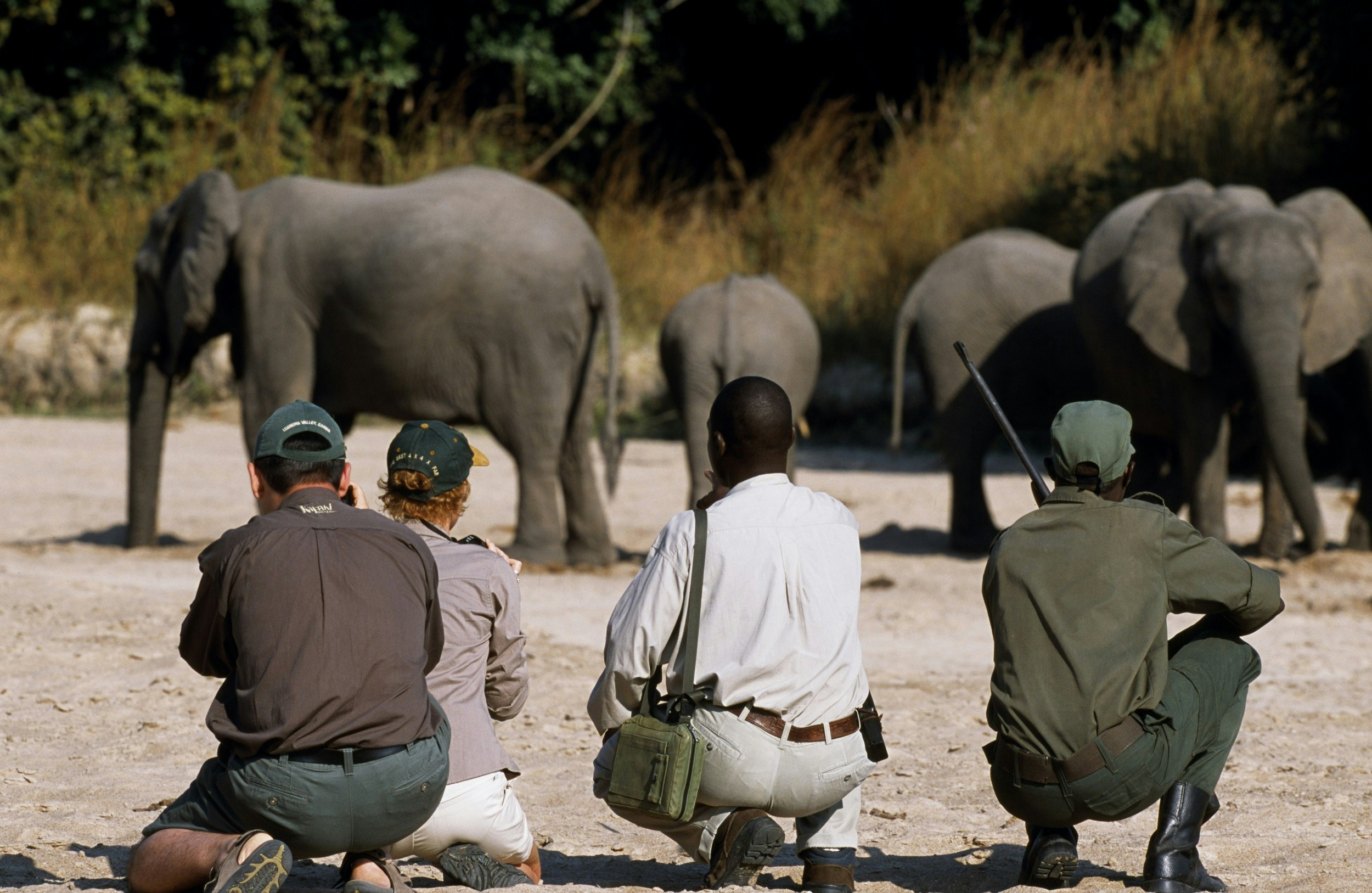 Two safari-goers squat next to an armed ranger and guide in a dry river bed, with a herd of elephants in front of them.