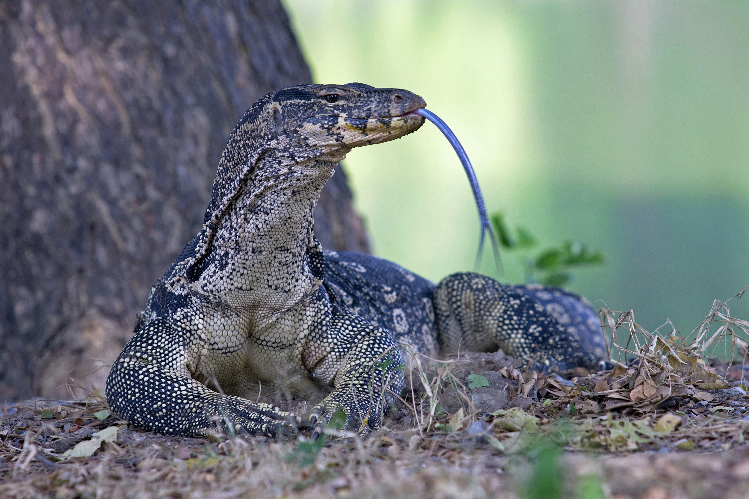 A large water monitor lizard laid out at the bottom of a tree; its huge forked tongue is outstretched from its mouth and is almost touching the ground.