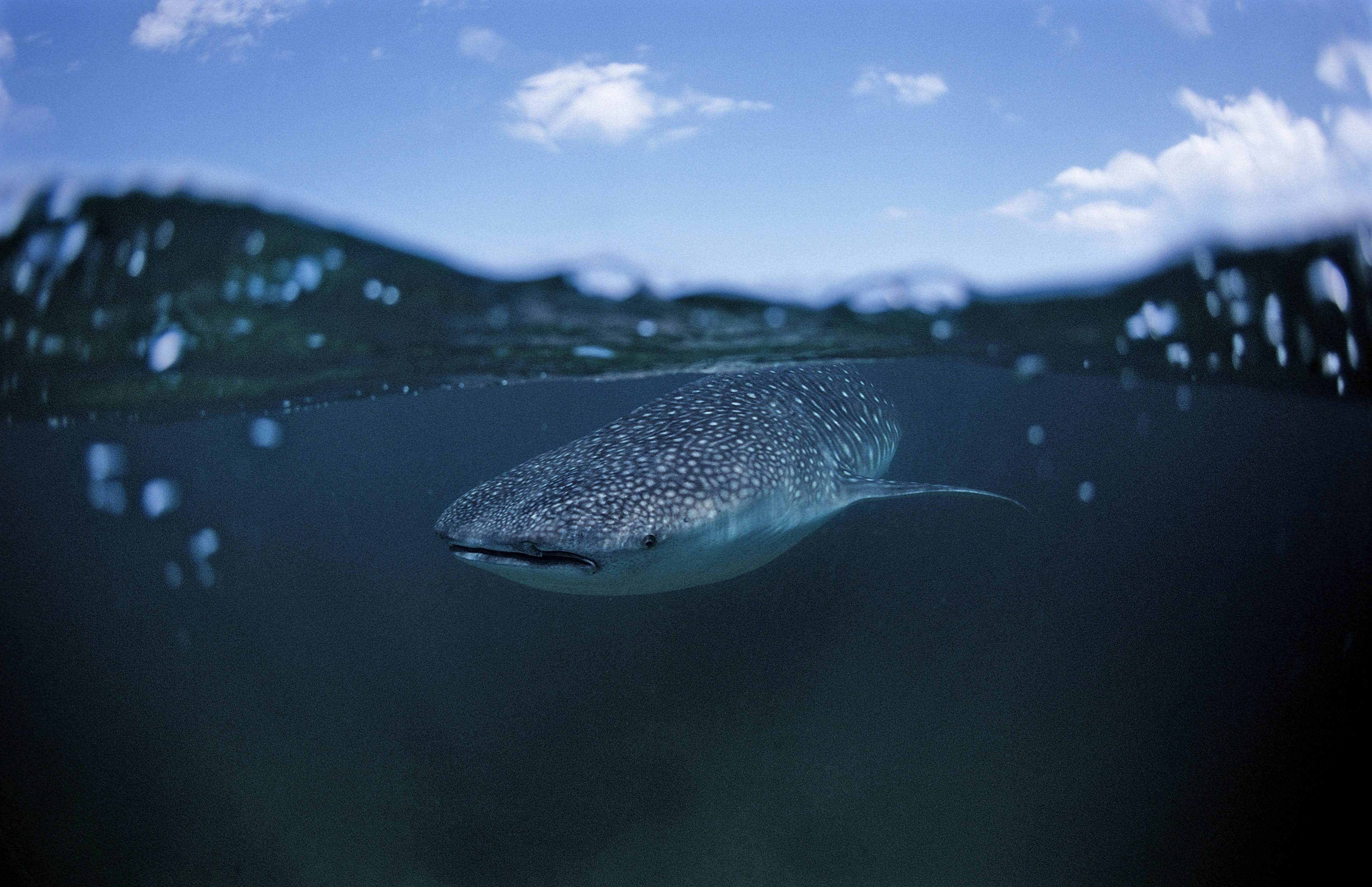 whale shark