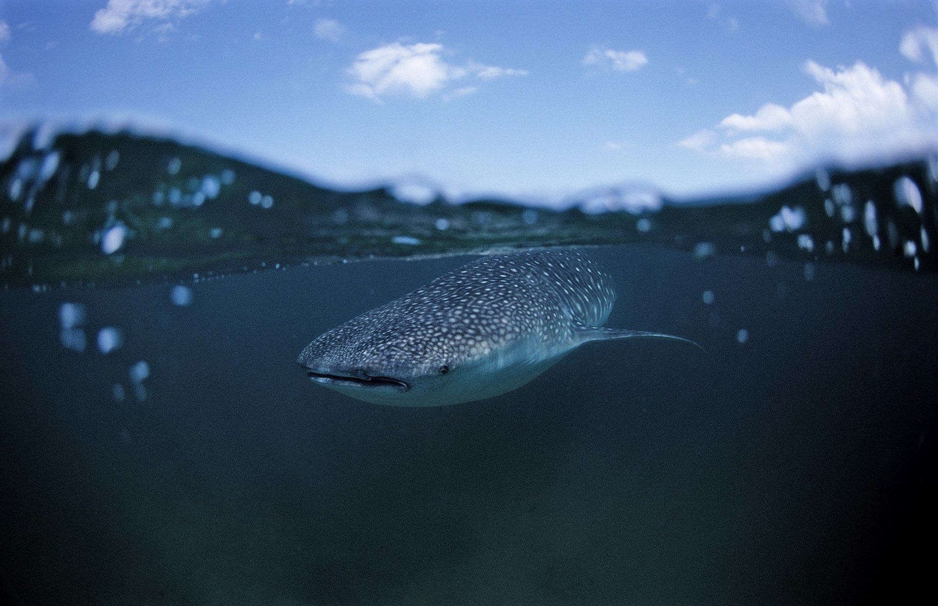 An image of a whale shark in Djibouti with the camera half in and half out of the water, showing the large fish under the surface and the sky above the waterline.