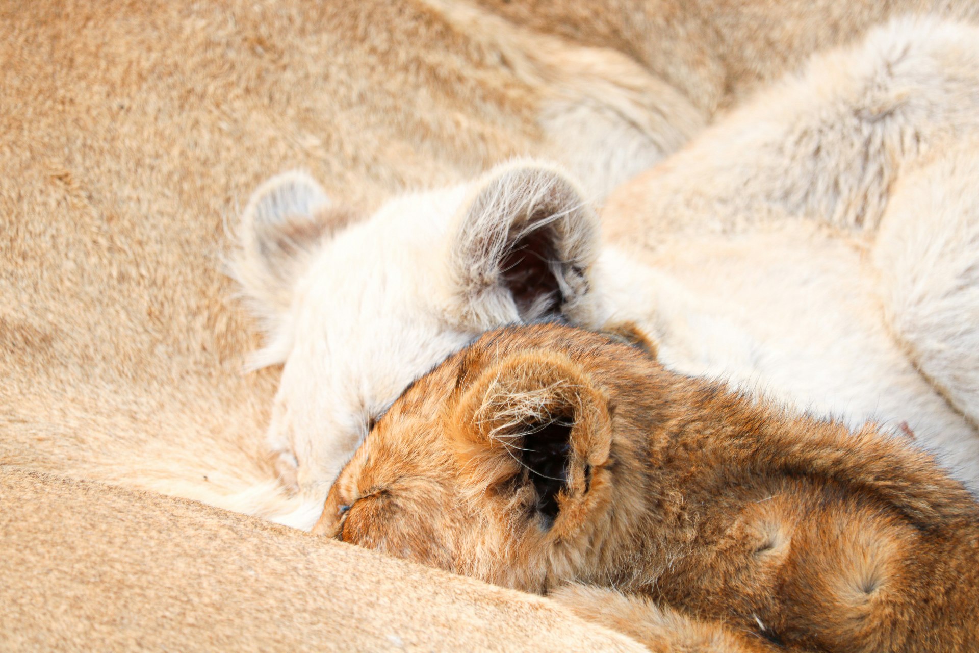 A larger white cub and smaller tawny cub, both with eyes closed, sit with their heads buried in their mother's belly while suckling.