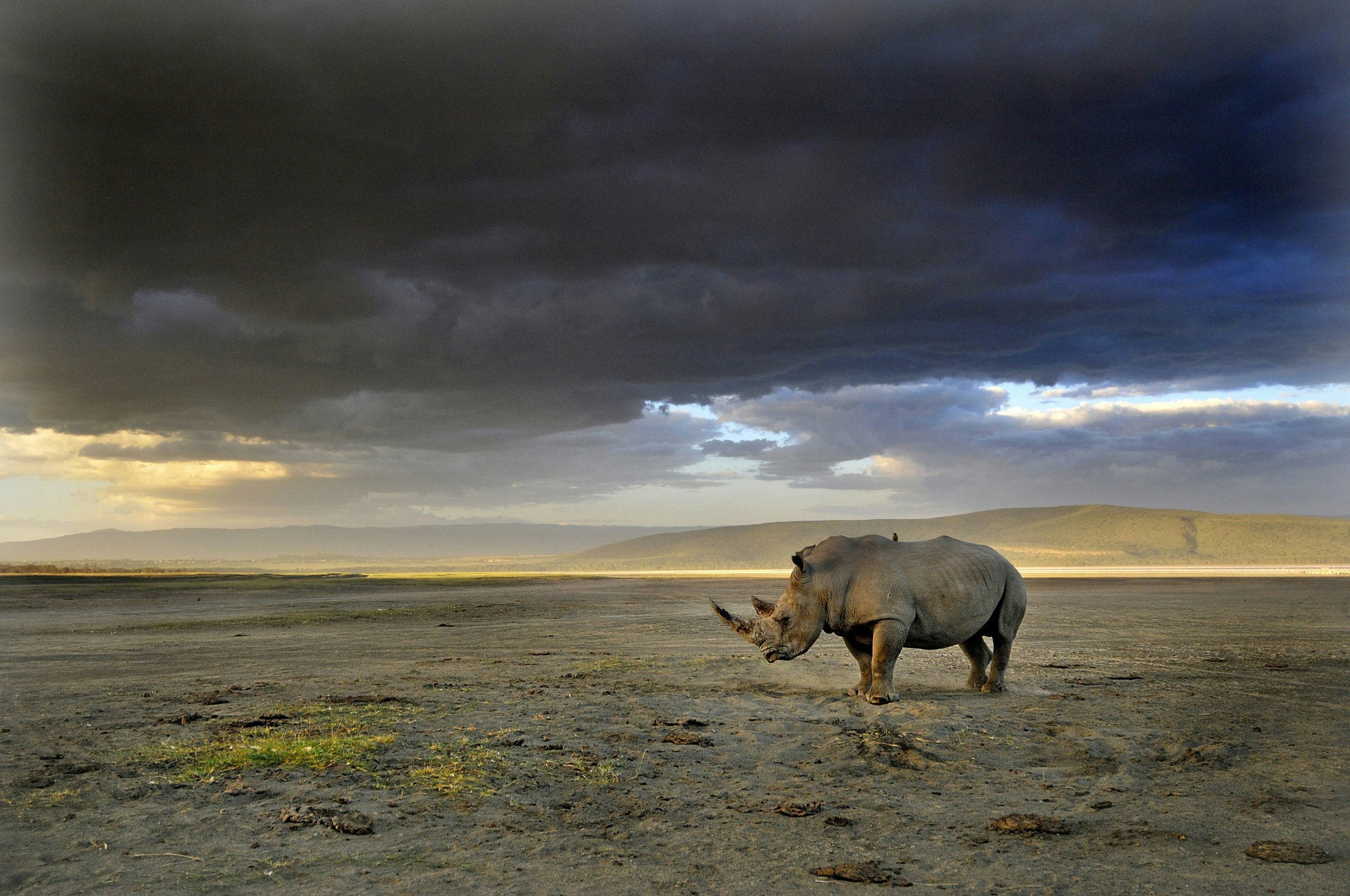 A white rhino awaits a rain storm that is on the horizon; it stands on the dusty shores of Lake Naivasha.
